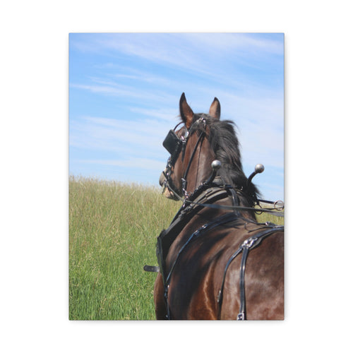 Clydesdale Field Drive- Canvas Print — Rustic Draft Horse Wall Art (Matte Stretched)