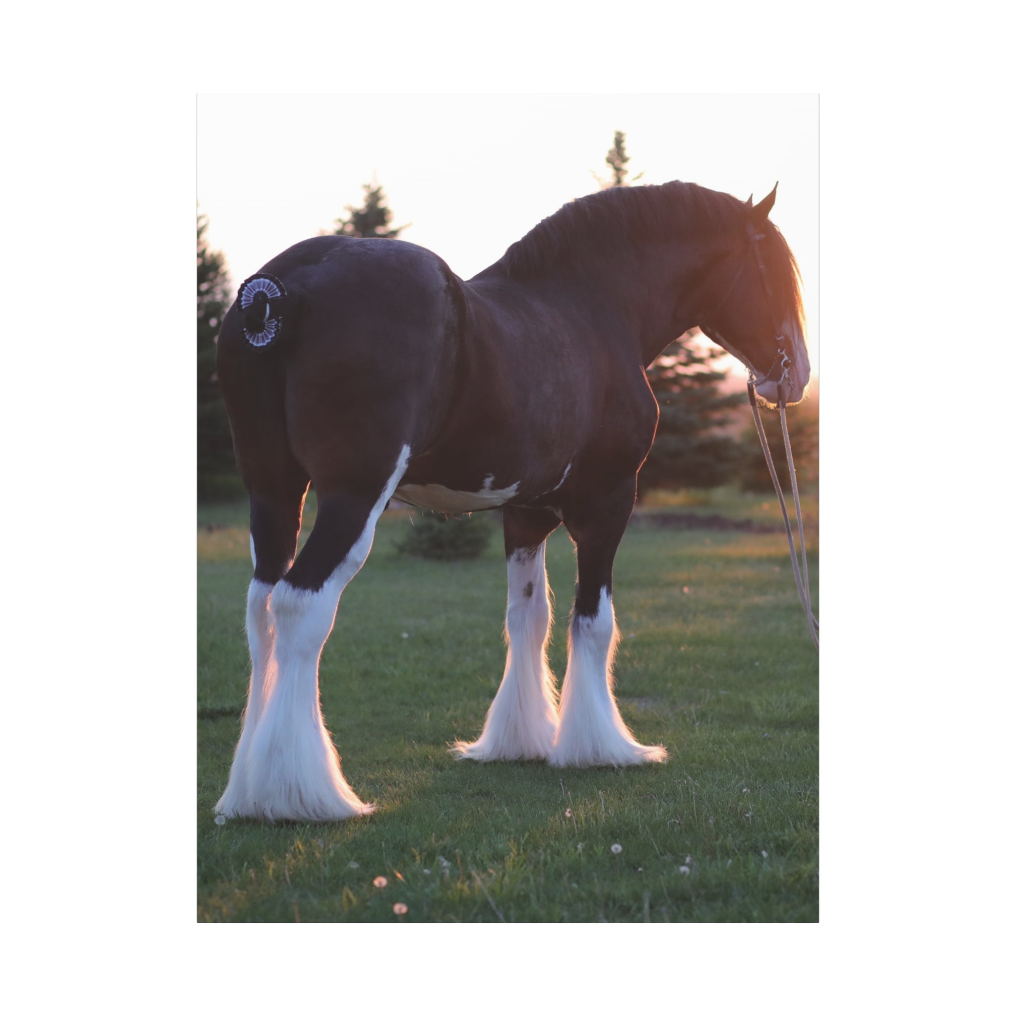 Clydesdale Horse Sunset Matte Canvas Print — Stretched Wall Art ("Print it your way")