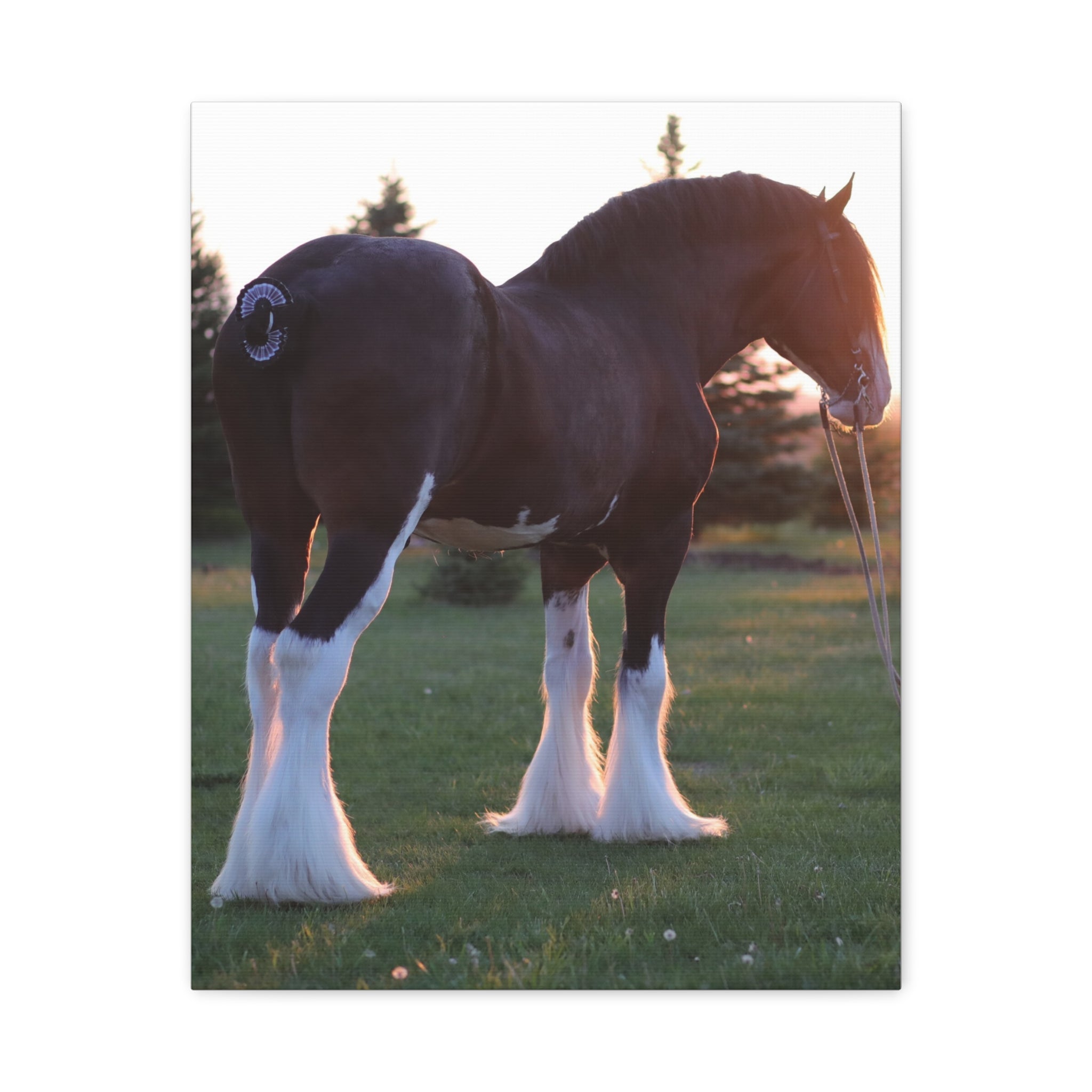 Clydesdale Horse Sunset Matte Canvas Print — Stretched Wall Art ("Print it your way")