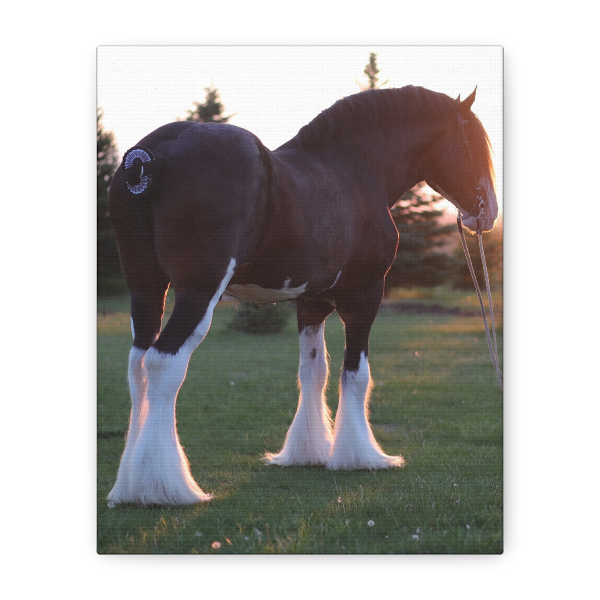 Clydesdale Horse Sunset Matte Canvas Print — Stretched Wall Art ("Print it your way")