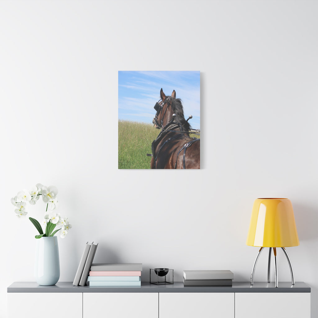 Clydesdale Field Drive- Canvas Print — Rustic Draft Horse Wall Art (Matte Stretched)