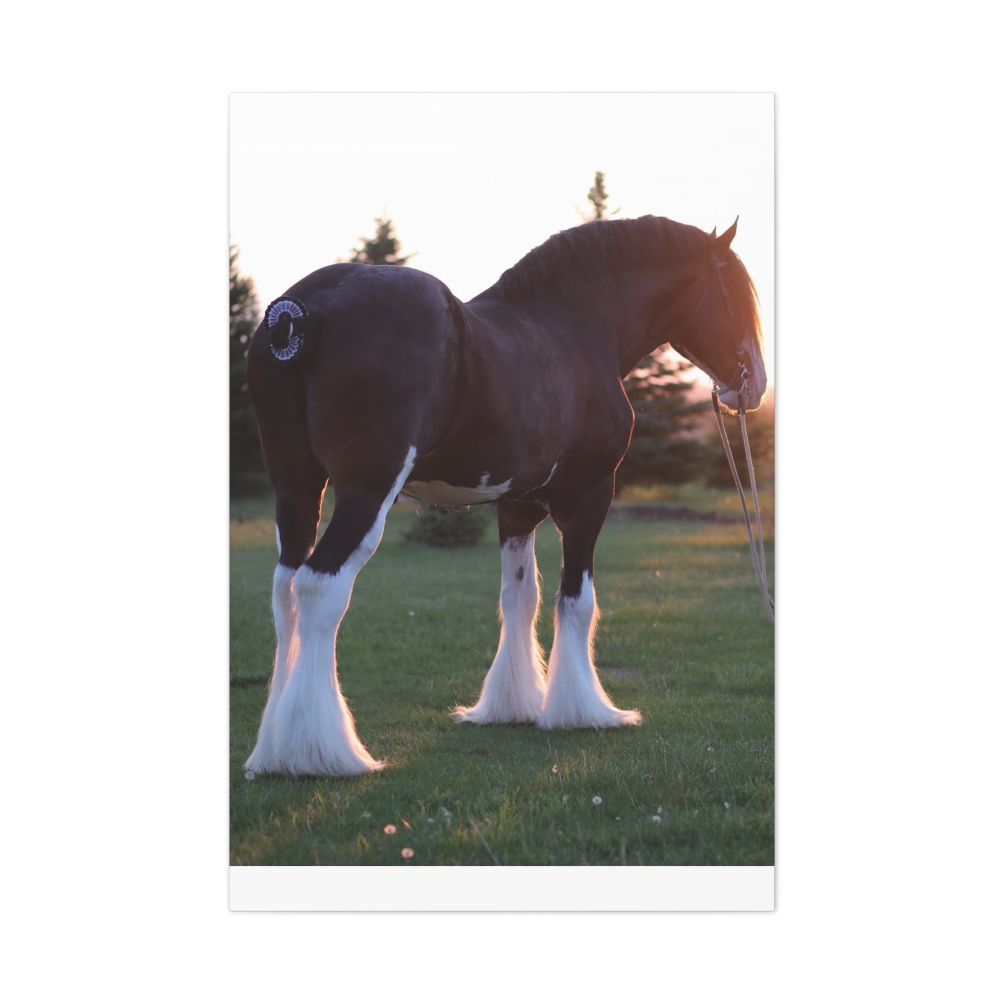 Clydesdale Horse Sunset Matte Canvas Print — Stretched Wall Art ("Print it your way")