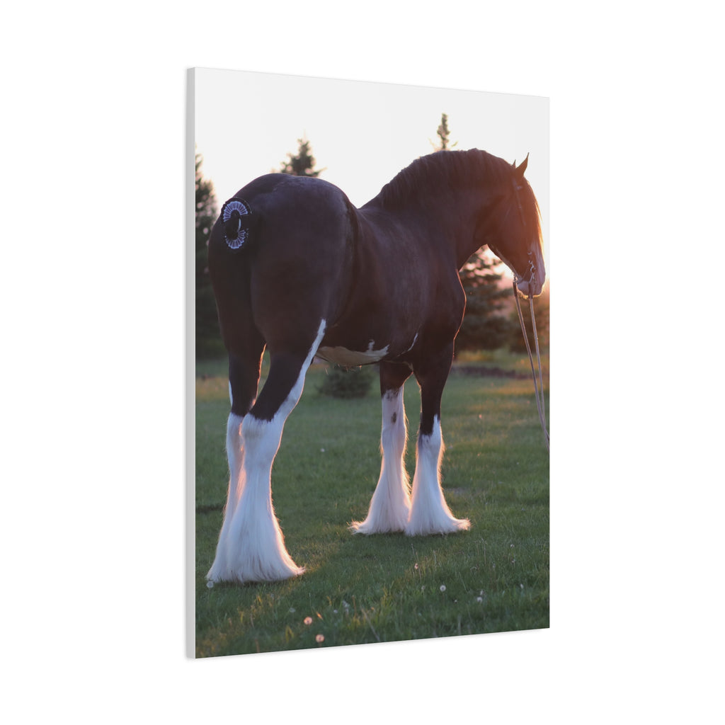 Clydesdale Horse Sunset Matte Canvas Print — Stretched Wall Art ("Print it your way")