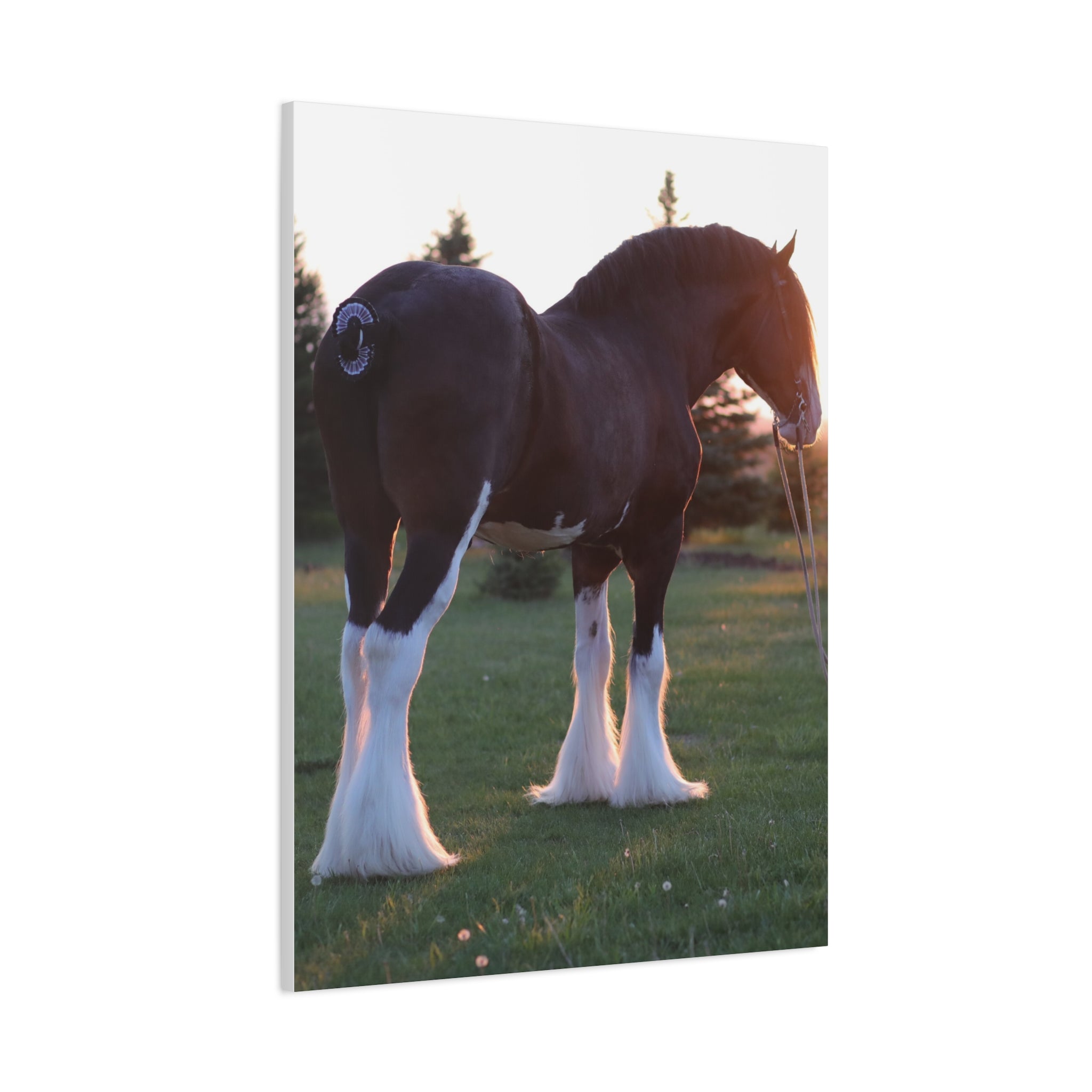 Clydesdale Horse Sunset Matte Canvas Print — Stretched Wall Art ("Print it your way")
