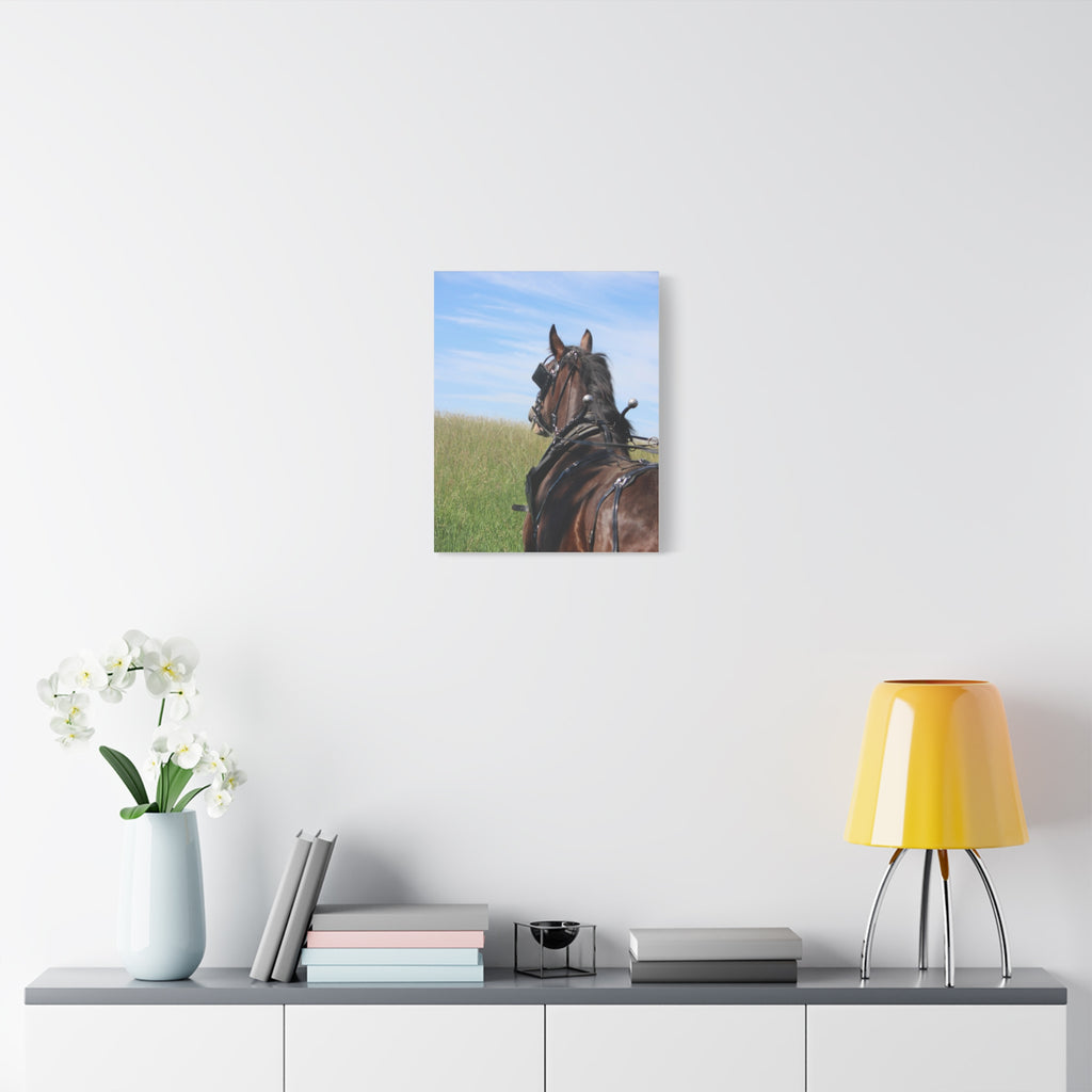 Clydesdale Field Drive- Canvas Print — Rustic Draft Horse Wall Art (Matte Stretched)