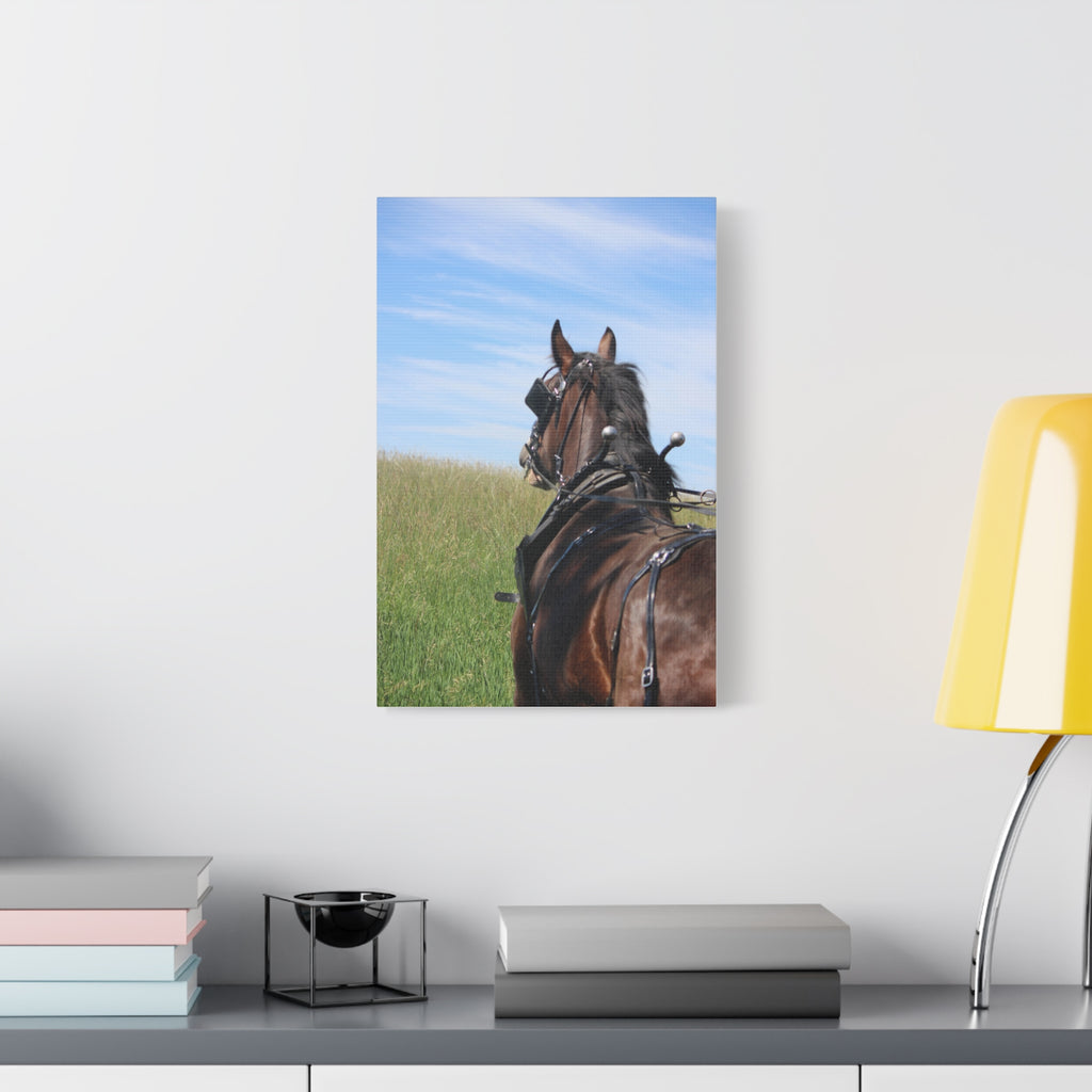Clydesdale Field Drive- Canvas Print — Rustic Draft Horse Wall Art (Matte Stretched)