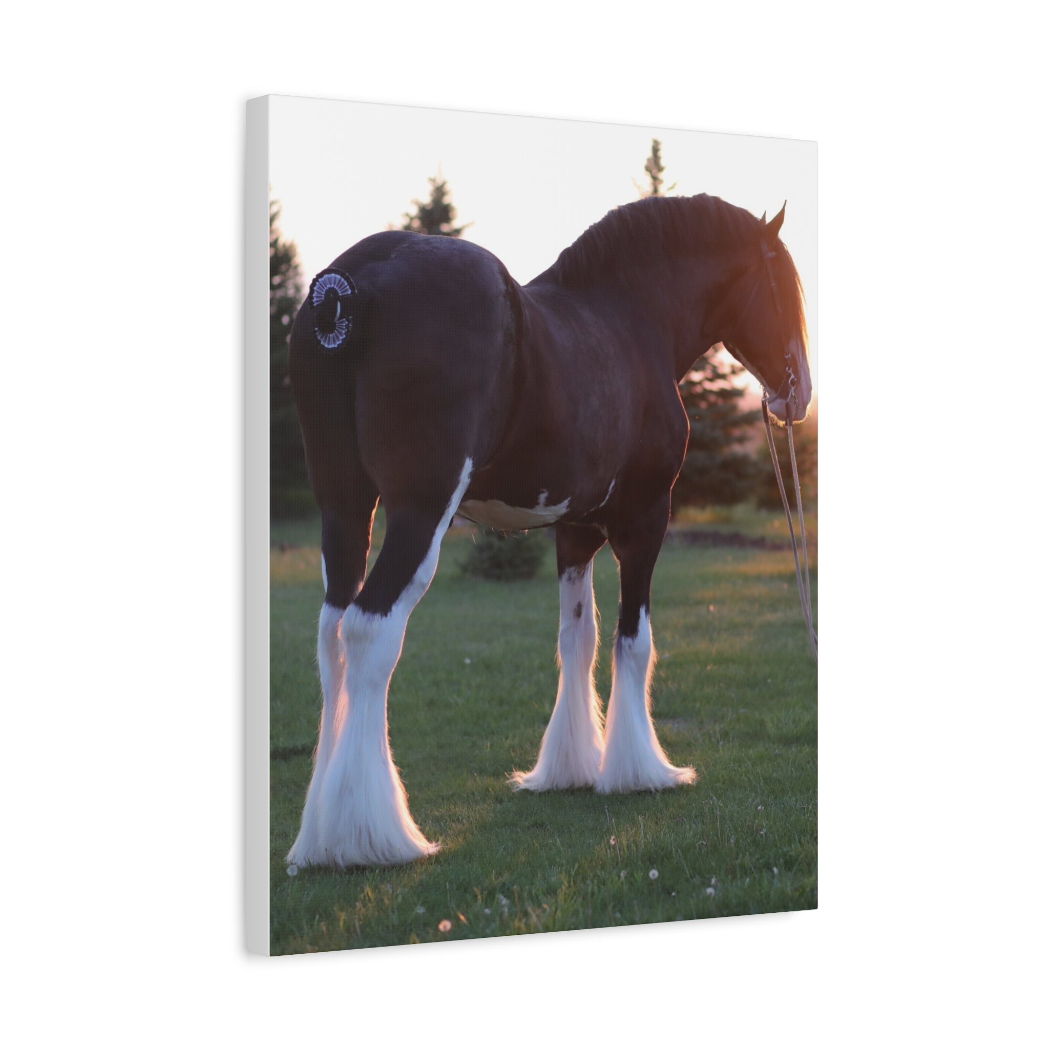 Clydesdale Horse Sunset Matte Canvas Print — Stretched Wall Art ("Print it your way")