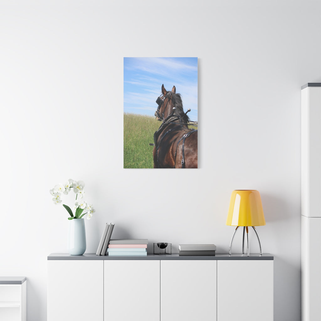 Clydesdale Field Drive- Canvas Print — Rustic Draft Horse Wall Art (Matte Stretched)