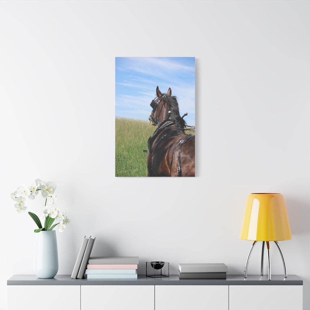 Clydesdale Field Drive- Canvas Print — Rustic Draft Horse Wall Art (Matte Stretched)