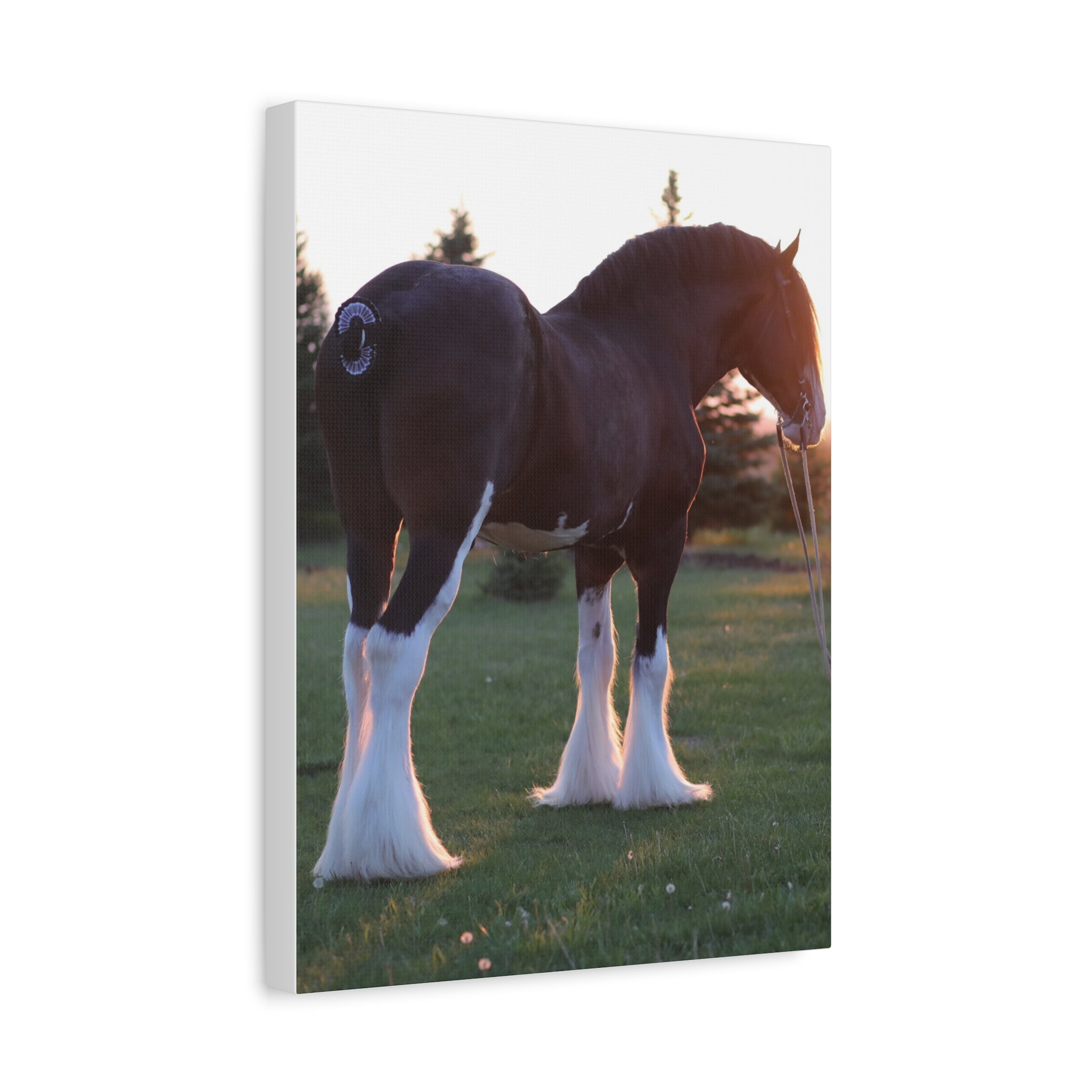 Clydesdale Horse Sunset Matte Canvas Print — Stretched Wall Art ("Print it your way")
