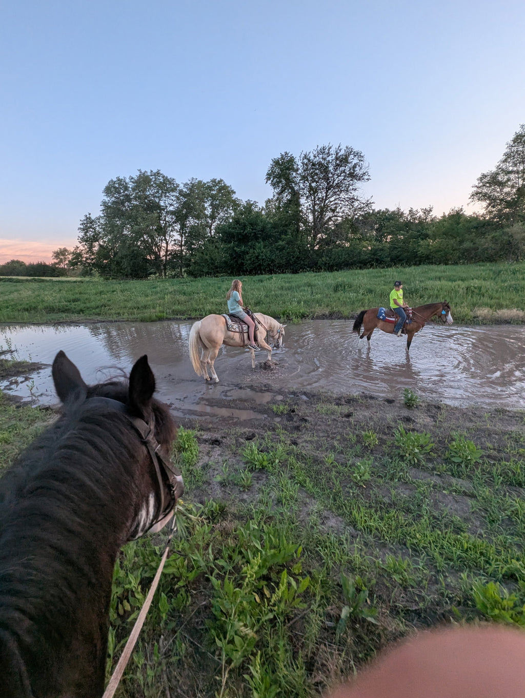 Cali - Grade QH Mare