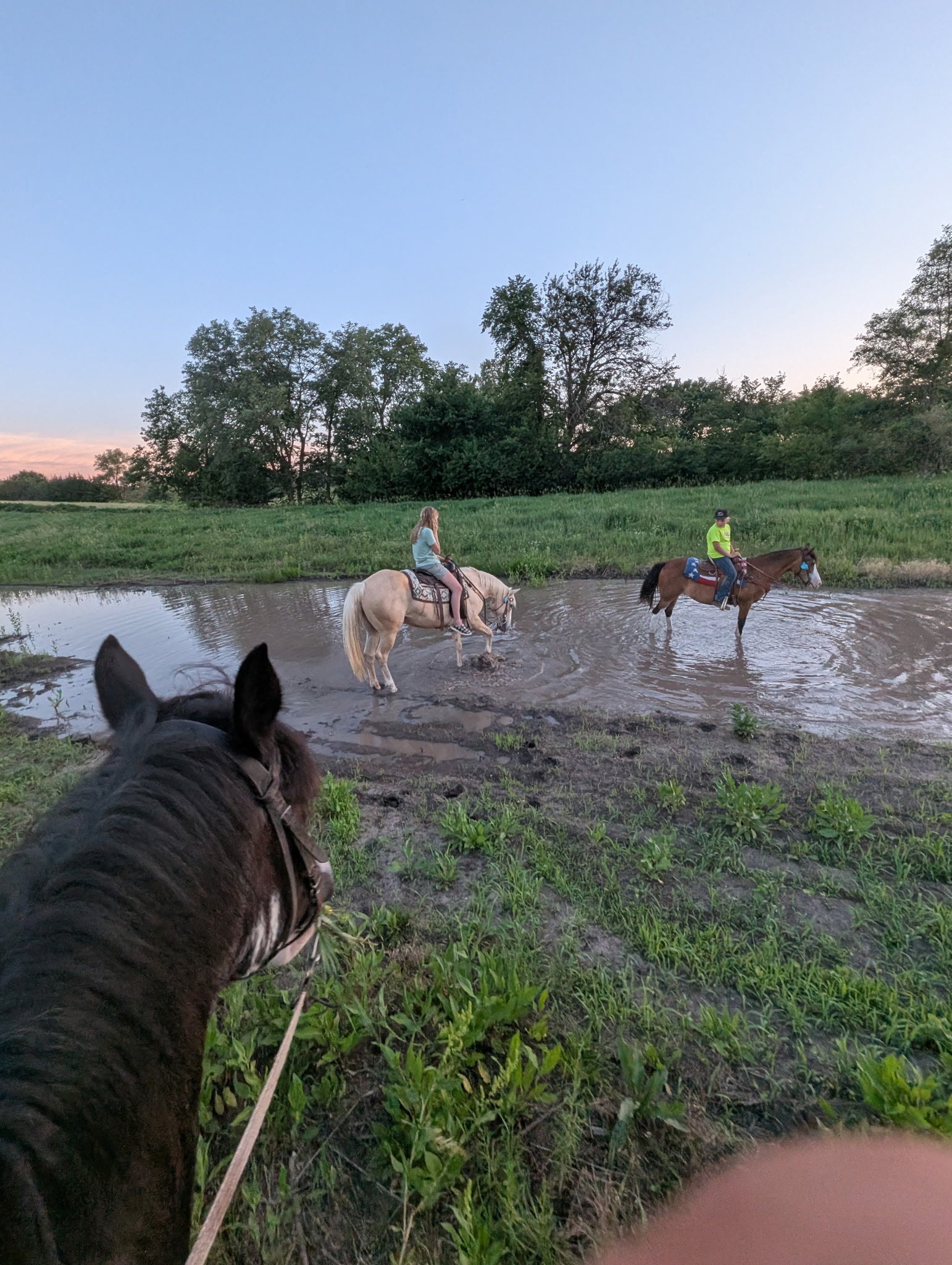Cali - Grade QH Mare
