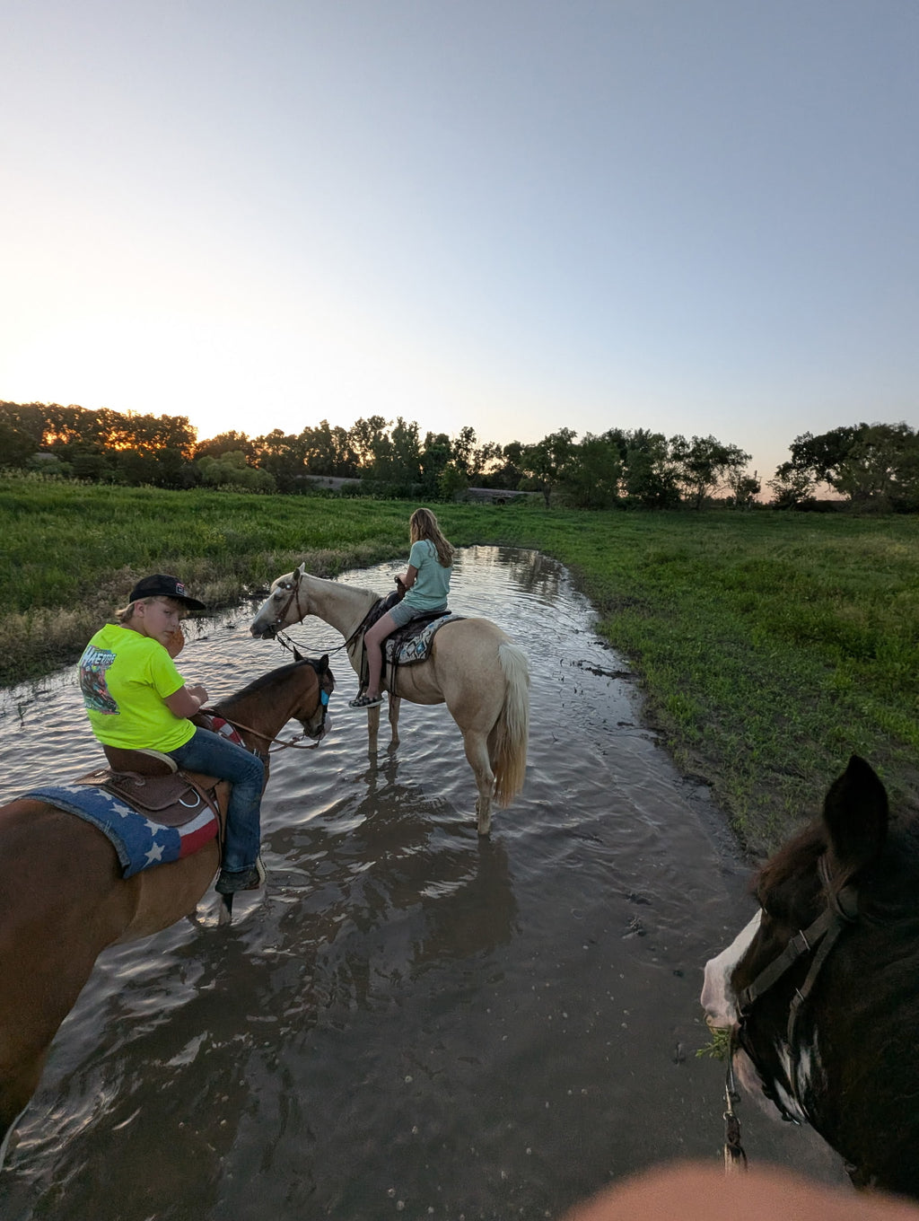 Cali - Grade QH Mare