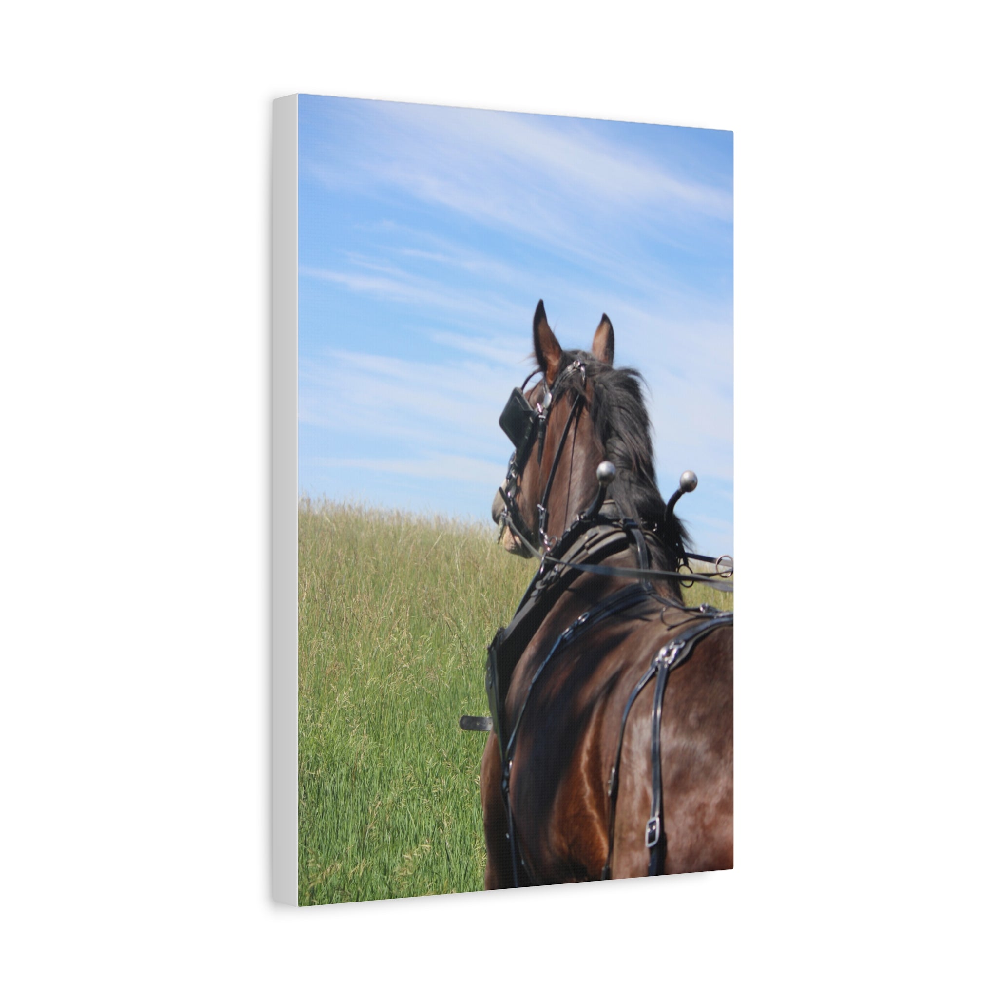 Clydesdale Field Drive- Canvas Print — Rustic Draft Horse Wall Art (Matte Stretched)