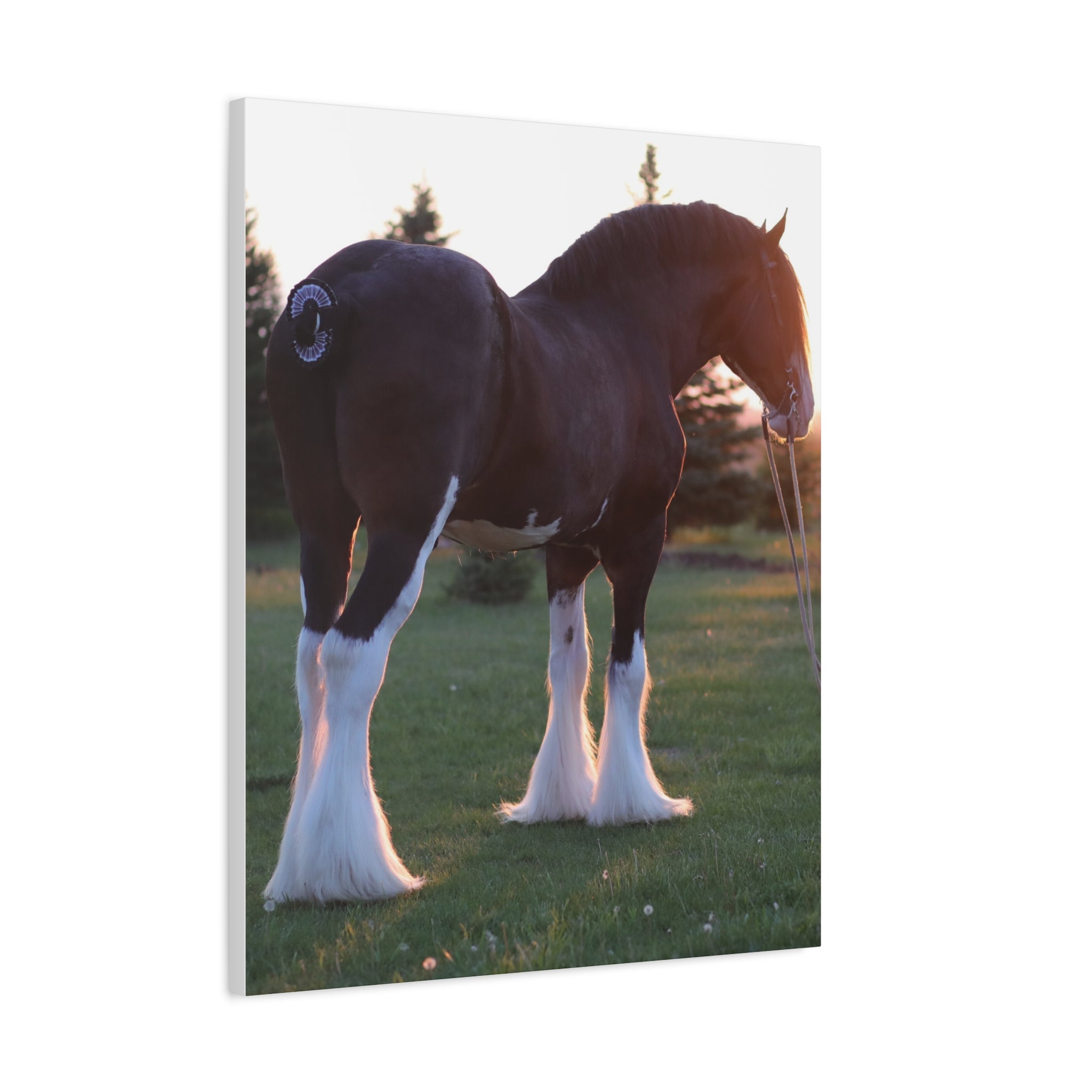Clydesdale Horse Sunset Matte Canvas Print — Stretched Wall Art ("Print it your way")