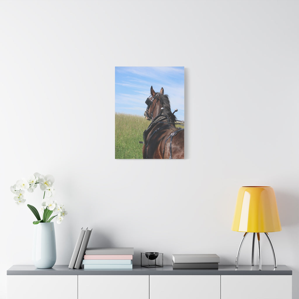 Clydesdale Field Drive- Canvas Print — Rustic Draft Horse Wall Art (Matte Stretched)