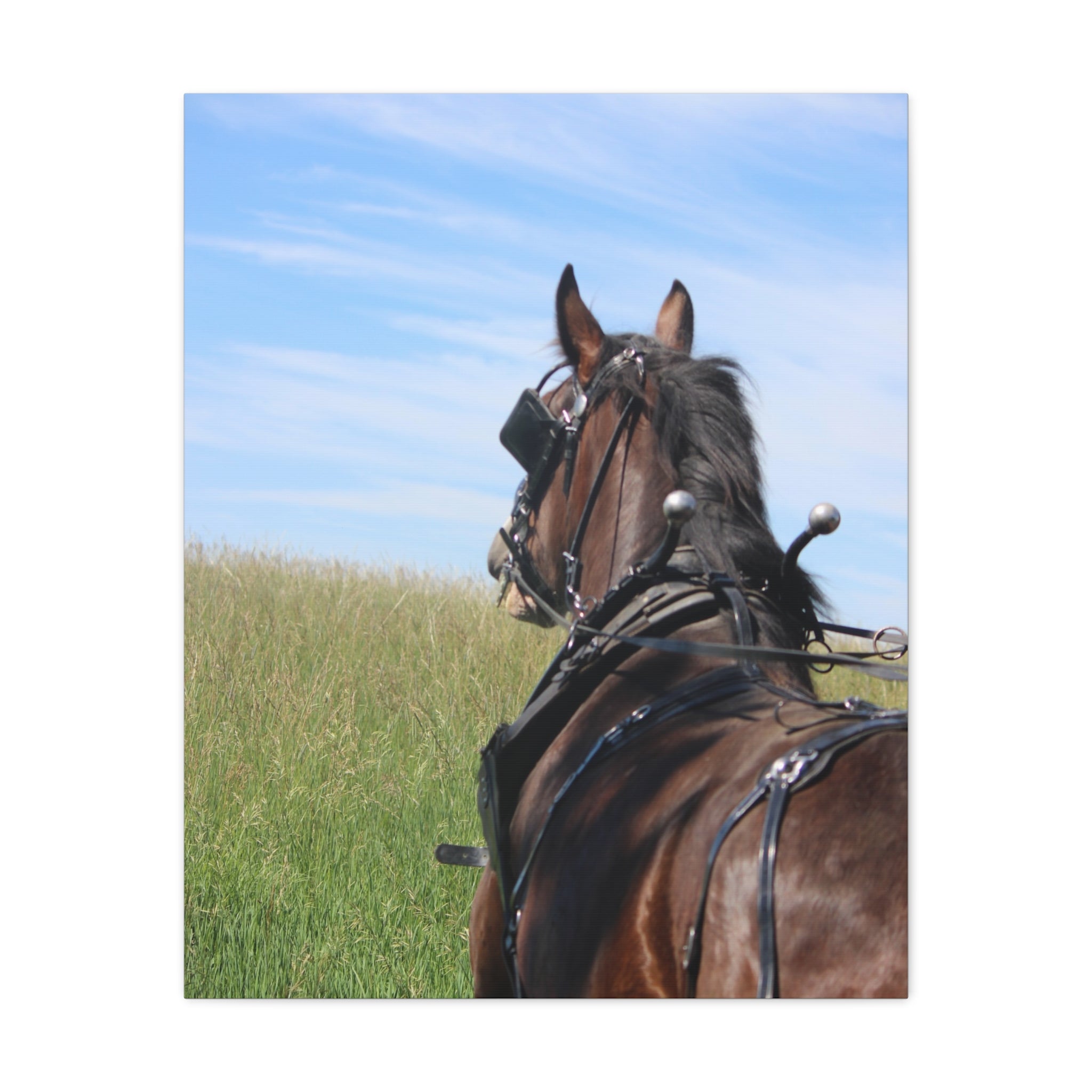 Clydesdale Field Drive- Canvas Print — Rustic Draft Horse Wall Art (Matte Stretched)