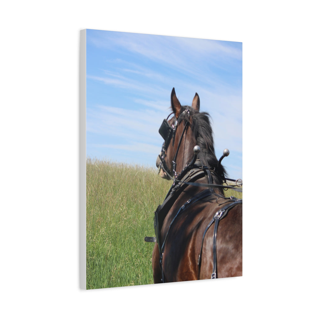 Clydesdale Field Drive- Canvas Print — Rustic Draft Horse Wall Art (Matte Stretched)