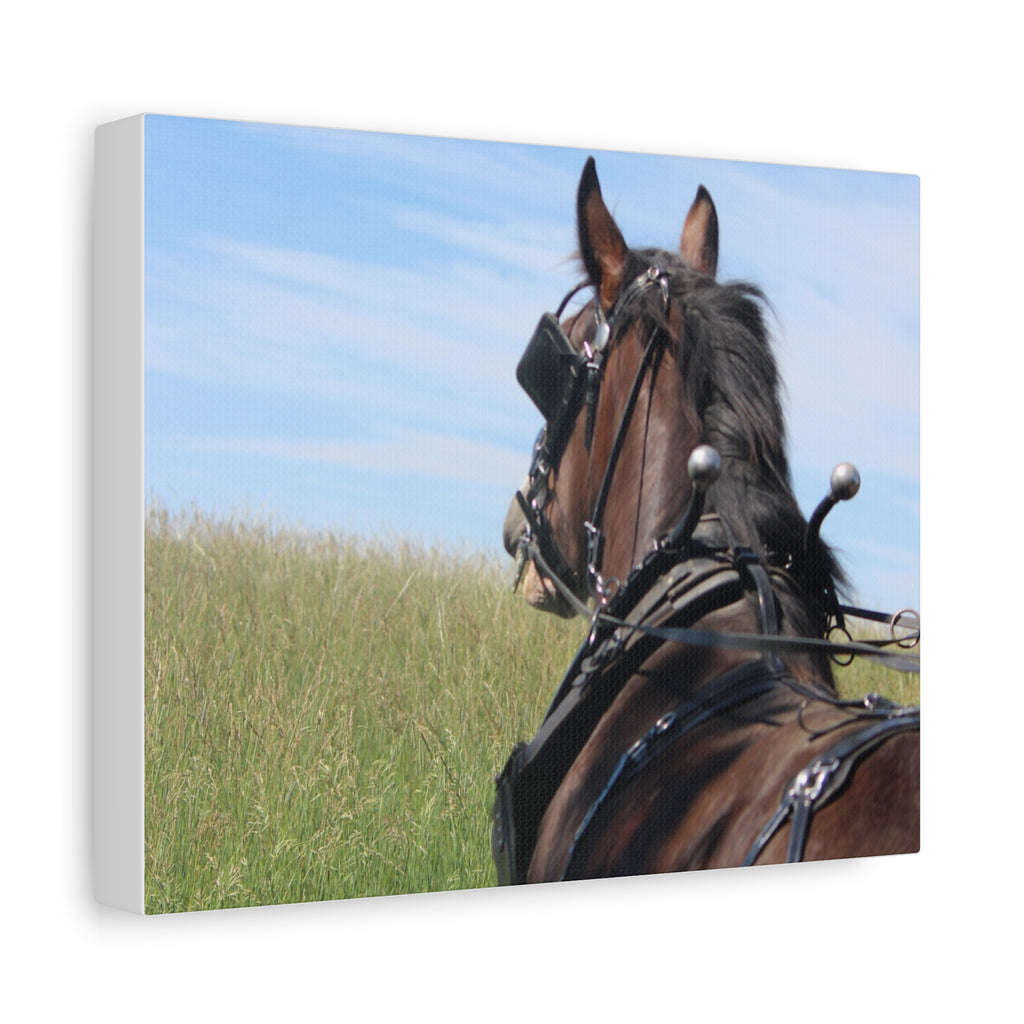 Clydesdale Field Drive- Canvas Print — Rustic Draft Horse Wall Art (Matte Stretched)