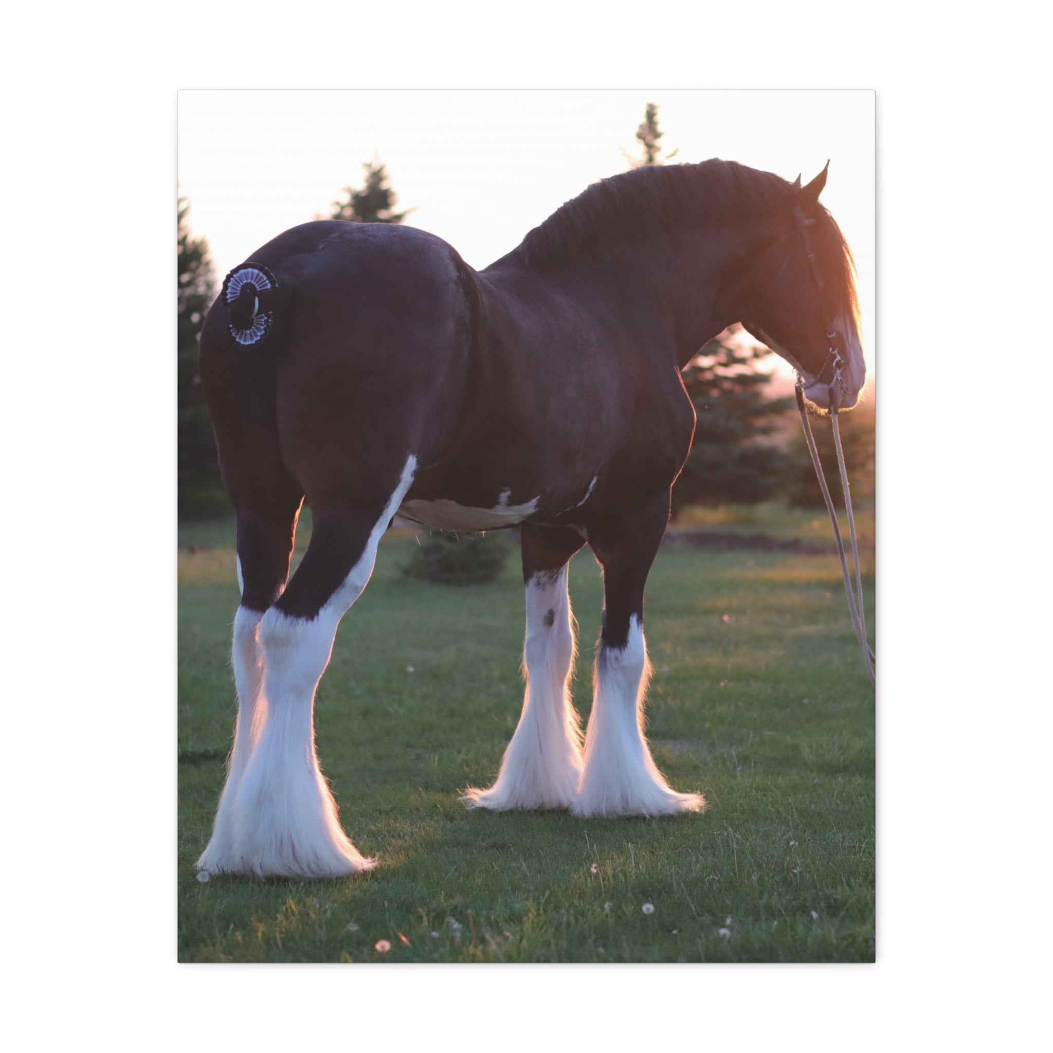 Clydesdale Horse Sunset Matte Canvas Print — Stretched Wall Art ("Print it your way")