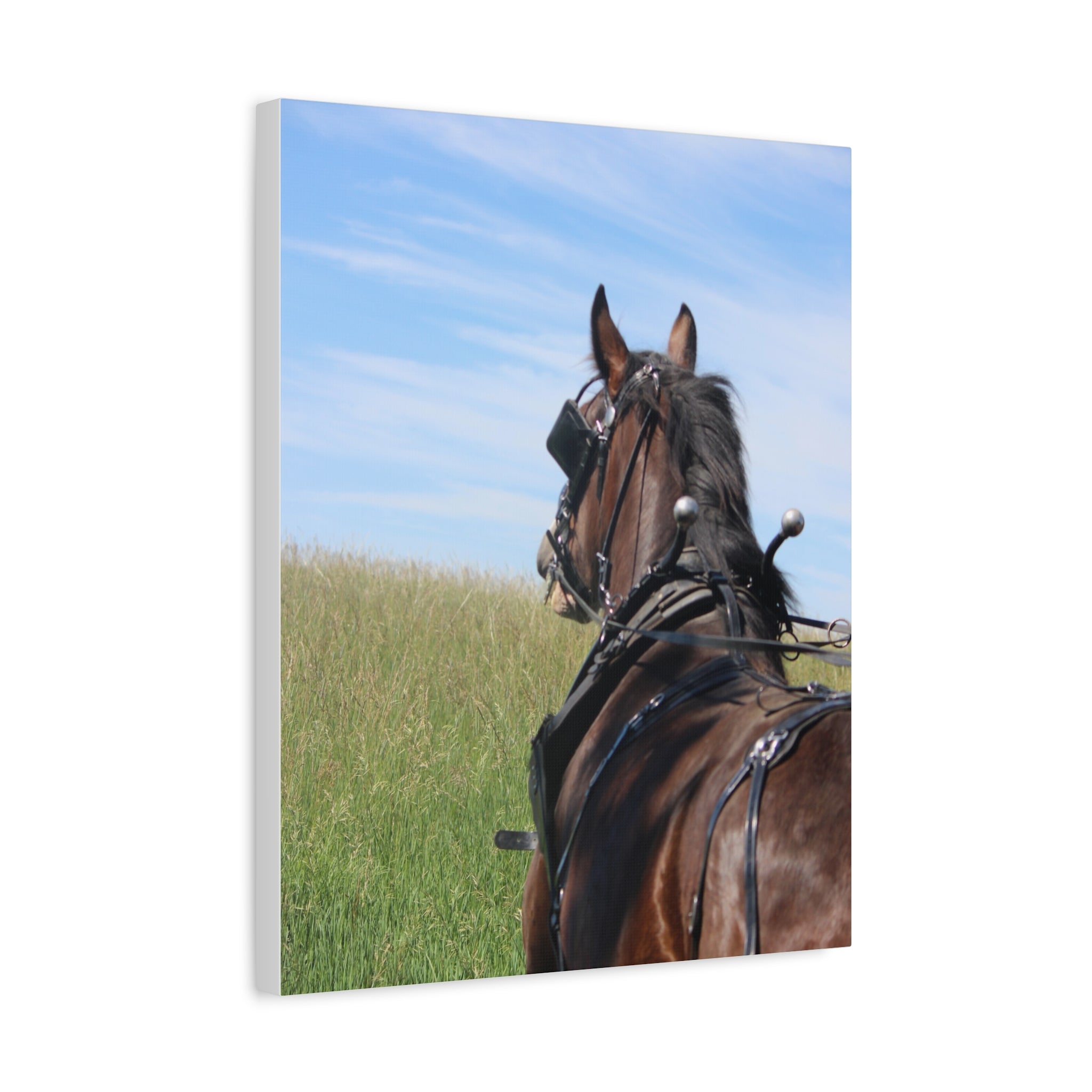 Clydesdale Field Drive- Canvas Print — Rustic Draft Horse Wall Art (Matte Stretched)