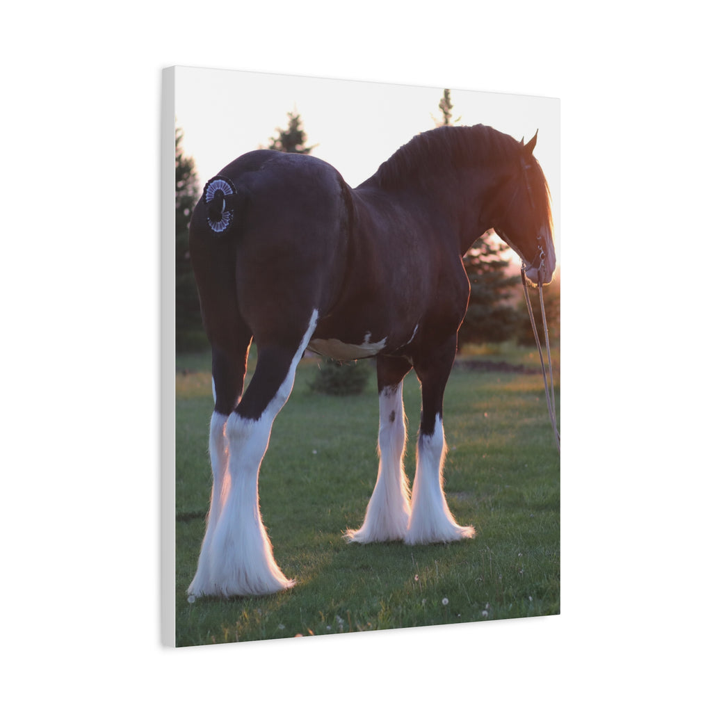 Clydesdale Horse Sunset Matte Canvas Print — Stretched Wall Art ("Print it your way")