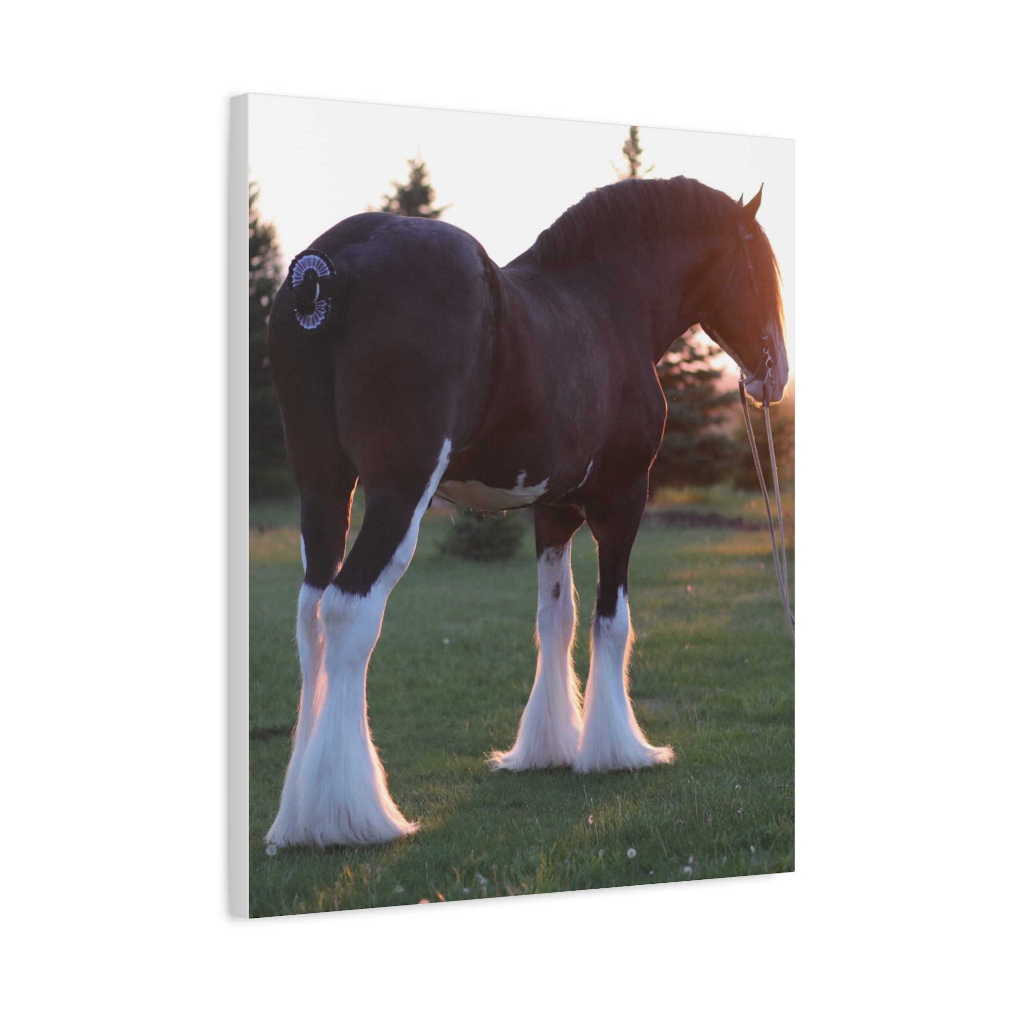Clydesdale Horse Sunset Matte Canvas Print — Stretched Wall Art ("Print it your way")