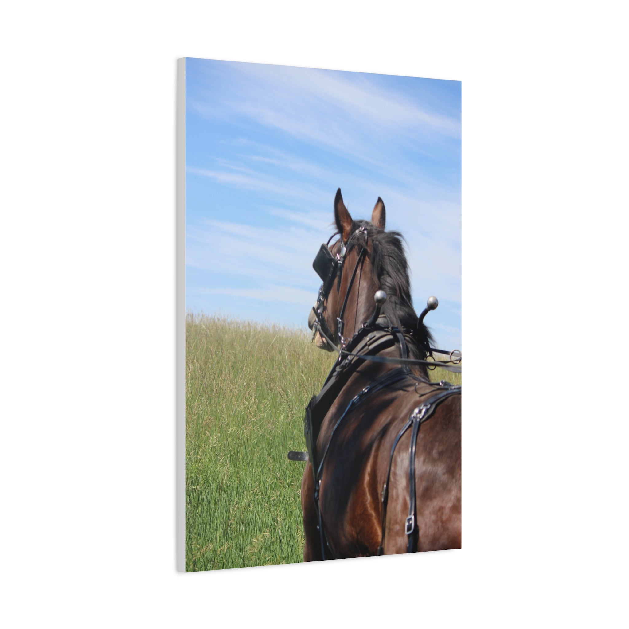 Clydesdale Field Drive- Canvas Print — Rustic Draft Horse Wall Art (Matte Stretched)
