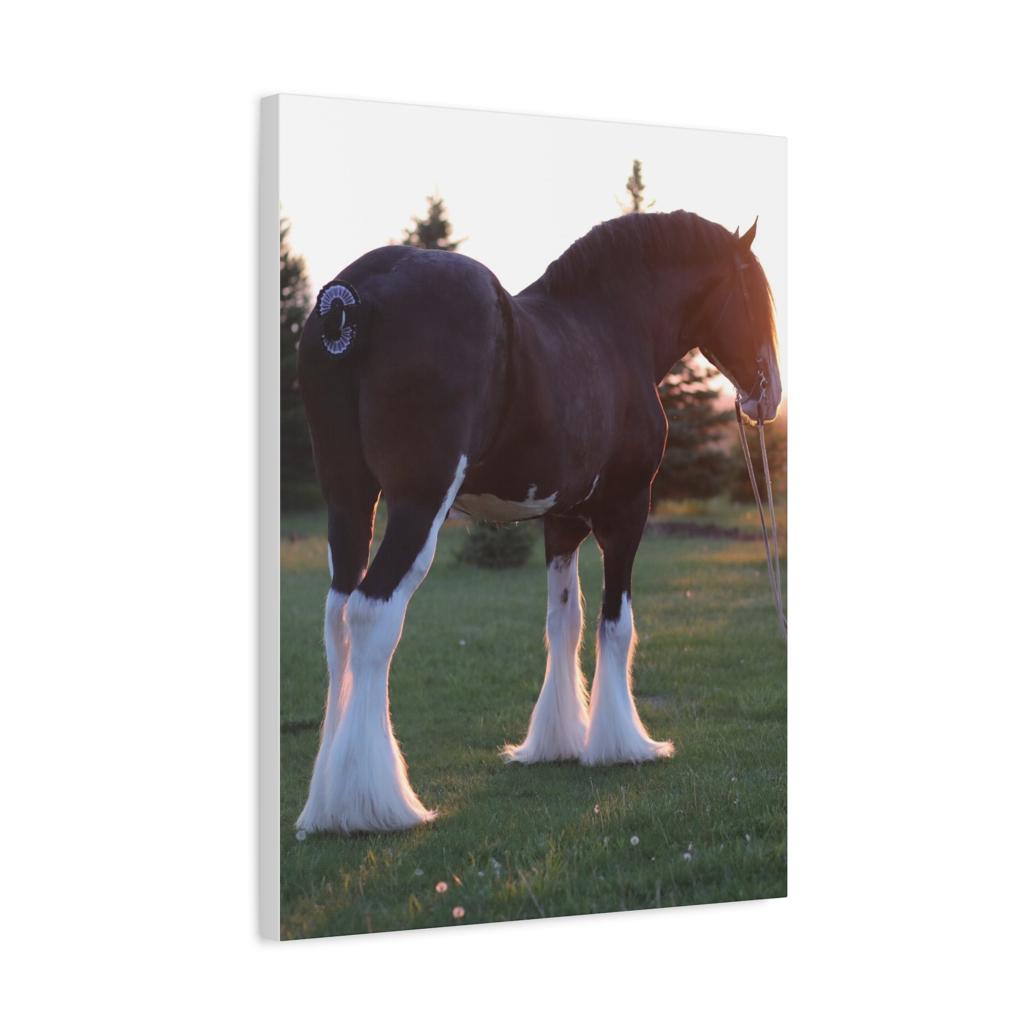 Clydesdale Horse Sunset Matte Canvas Print — Stretched Wall Art ("Print it your way")