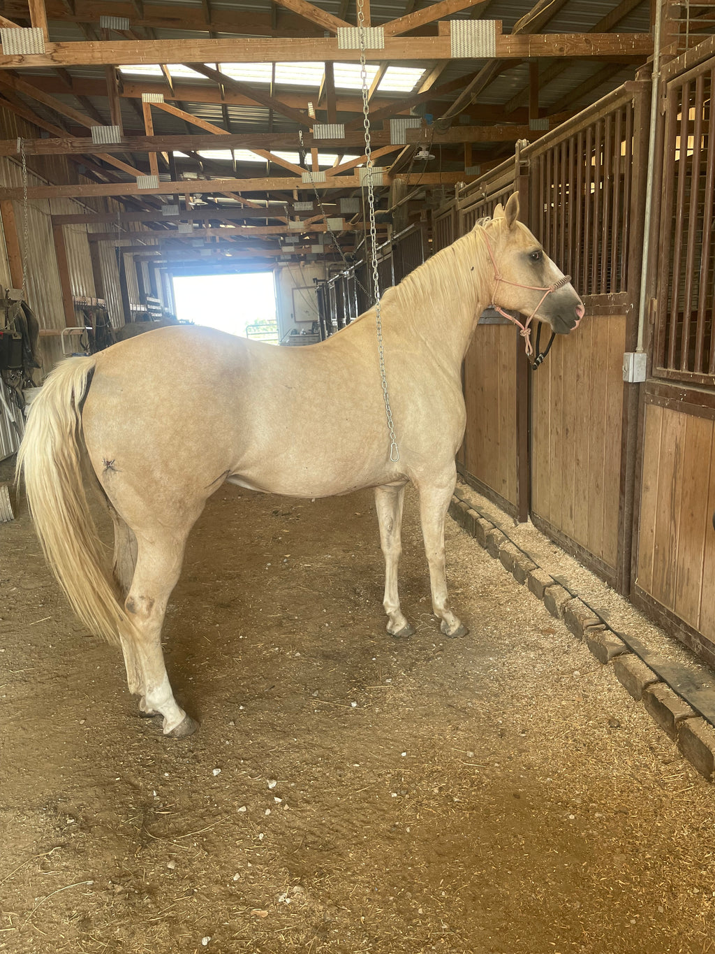 Cali - Grade QH Mare