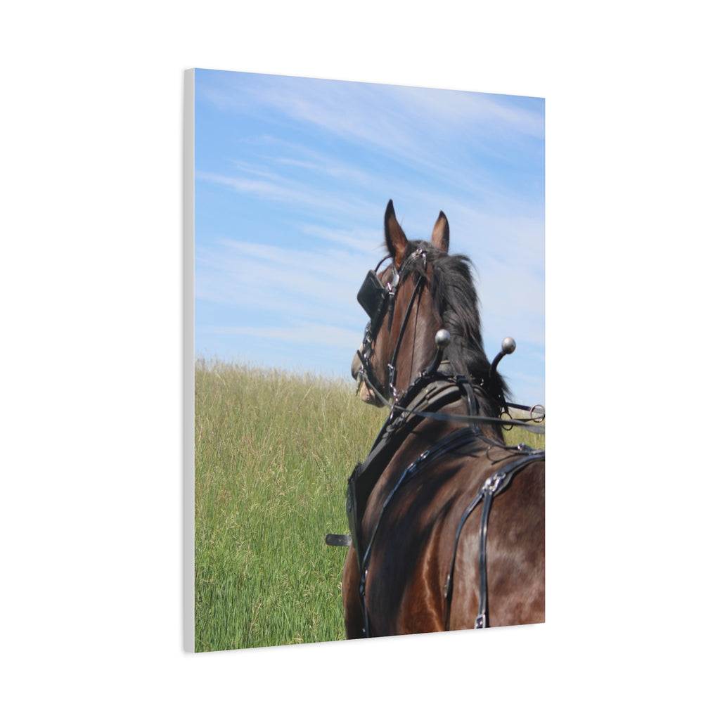 Clydesdale Field Drive- Canvas Print — Rustic Draft Horse Wall Art (Matte Stretched)