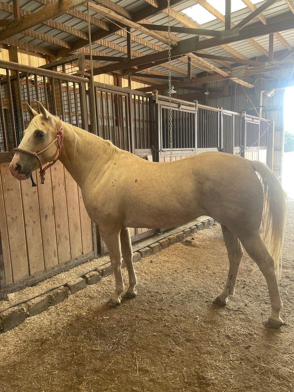 Cali - Grade QH Mare