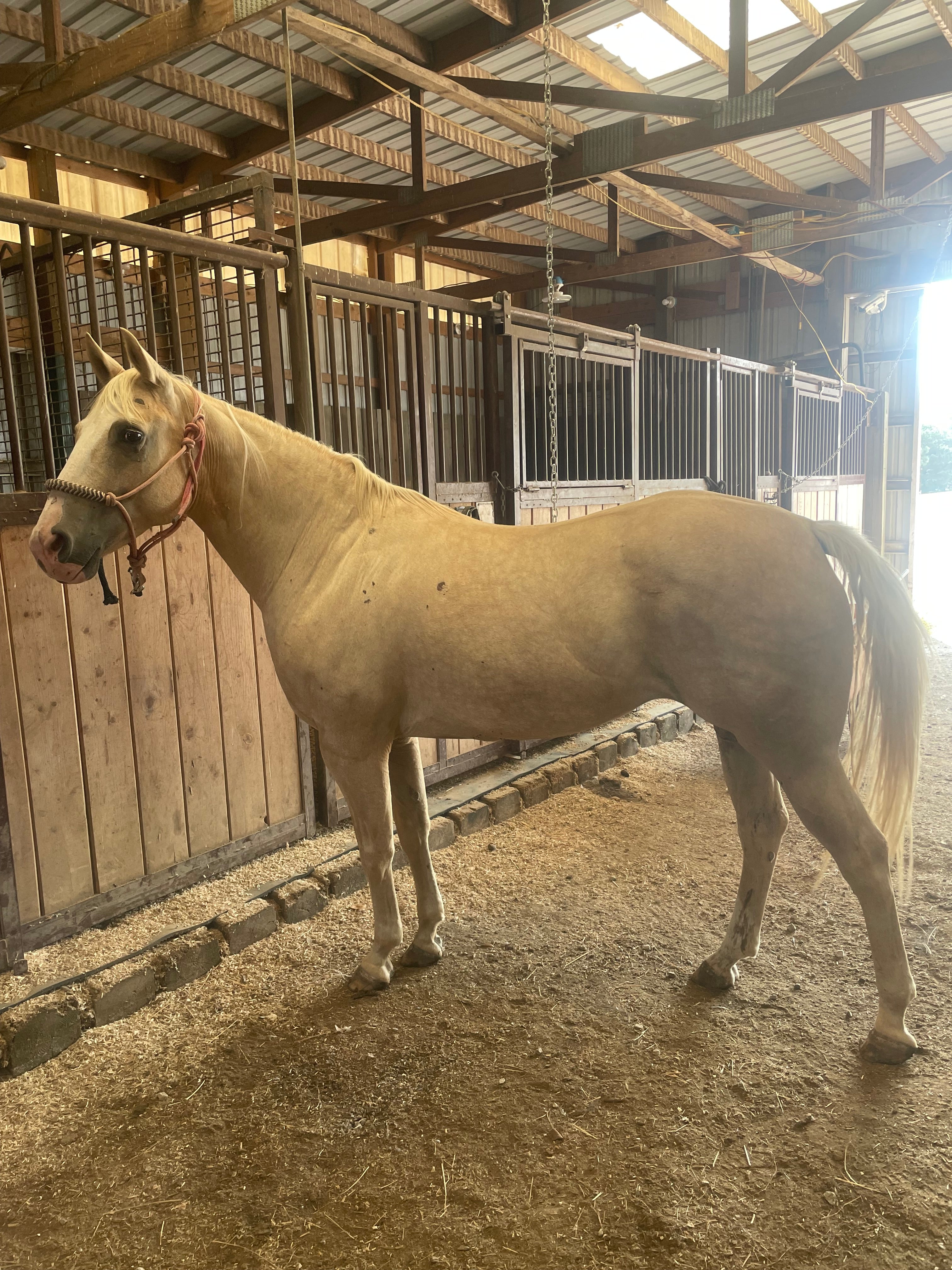 Cali - Grade QH Mare
