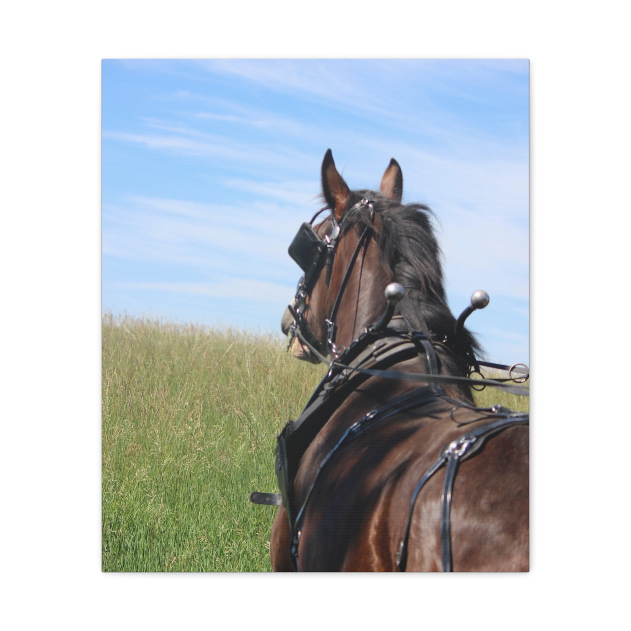 Clydesdale Field Drive- Canvas Print — Rustic Draft Horse Wall Art (Matte Stretched)