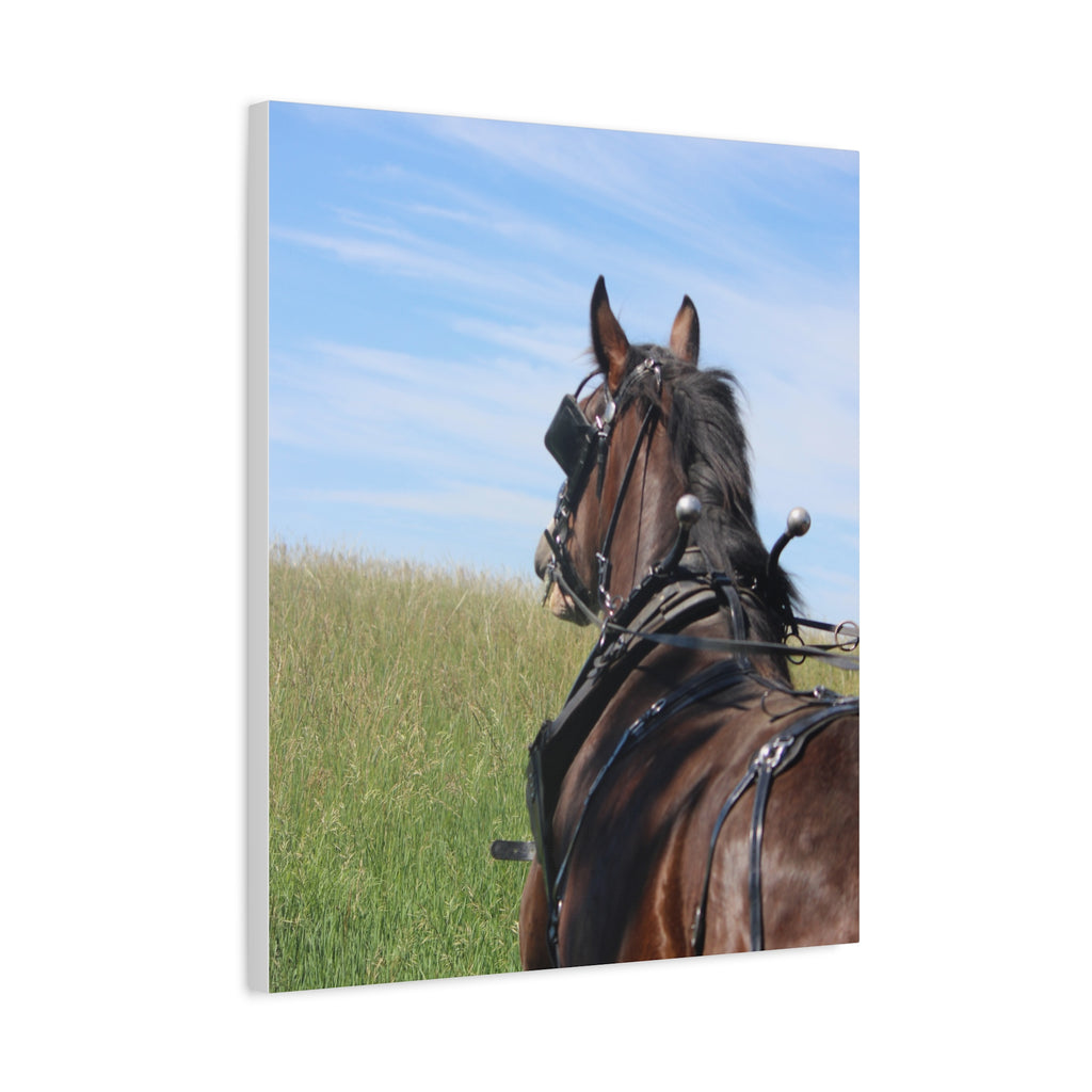 Clydesdale Field Drive- Canvas Print — Rustic Draft Horse Wall Art (Matte Stretched)