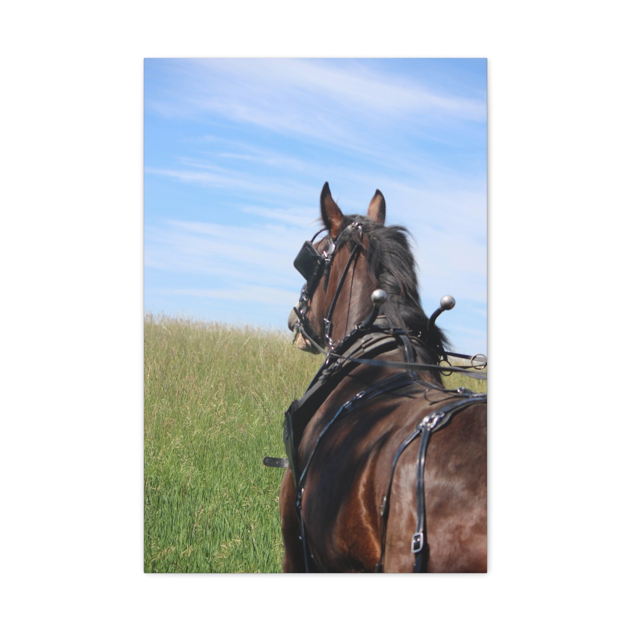 Clydesdale Field Drive- Canvas Print — Rustic Draft Horse Wall Art (Matte Stretched)