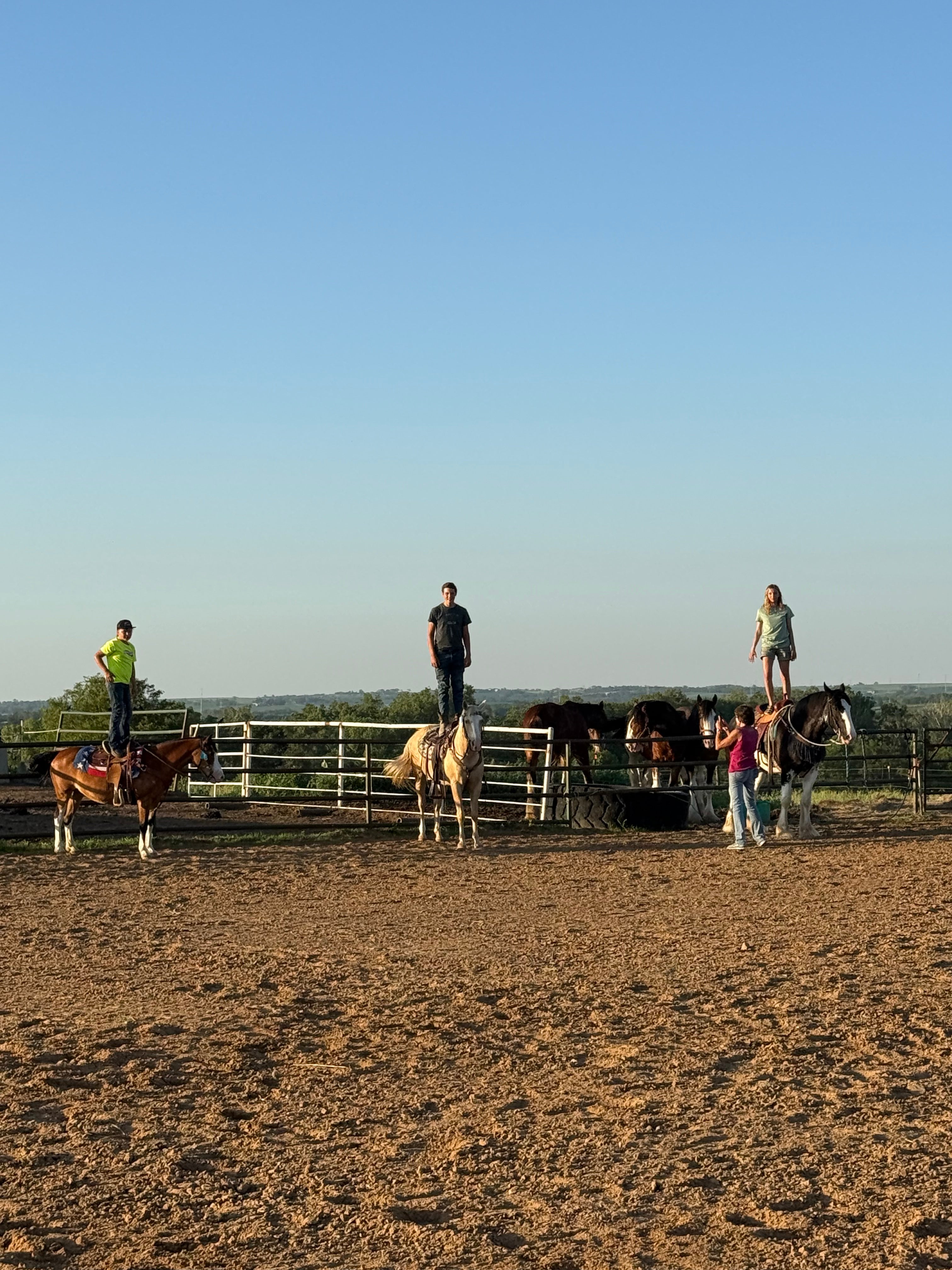 Cali - Grade QH Mare