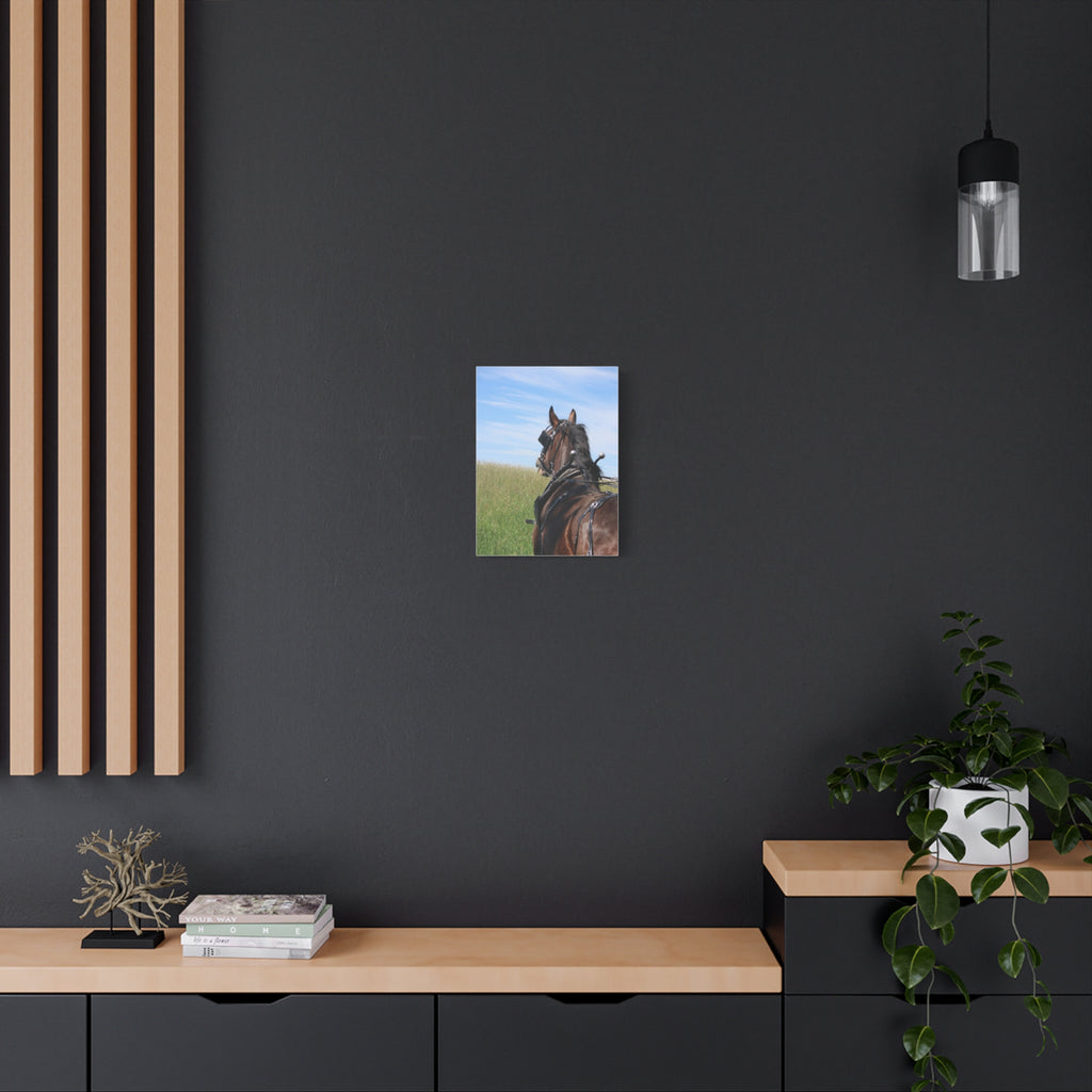 Clydesdale Field Drive- Canvas Print — Rustic Draft Horse Wall Art (Matte Stretched)