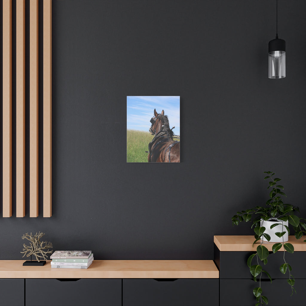 Clydesdale Field Drive- Canvas Print — Rustic Draft Horse Wall Art (Matte Stretched)