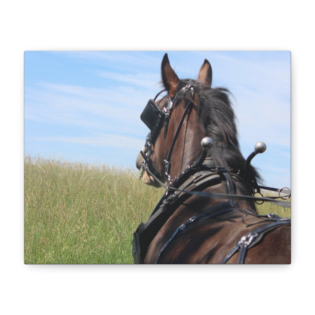 Clydesdale Field Drive- Canvas Print — Rustic Draft Horse Wall Art (Matte Stretched)