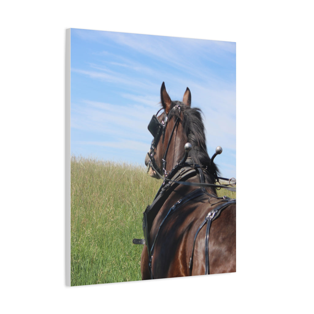 Clydesdale Field Drive- Canvas Print — Rustic Draft Horse Wall Art (Matte Stretched)