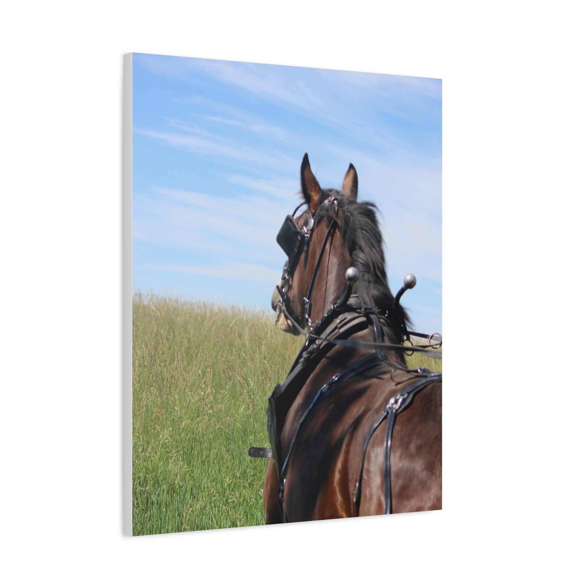 Clydesdale Field Drive- Canvas Print — Rustic Draft Horse Wall Art (Matte Stretched)