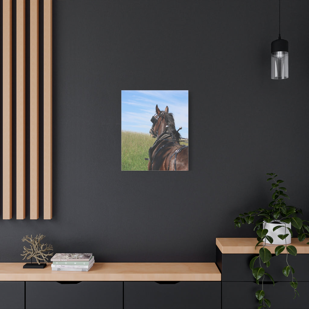 Clydesdale Field Drive- Canvas Print — Rustic Draft Horse Wall Art (Matte Stretched)