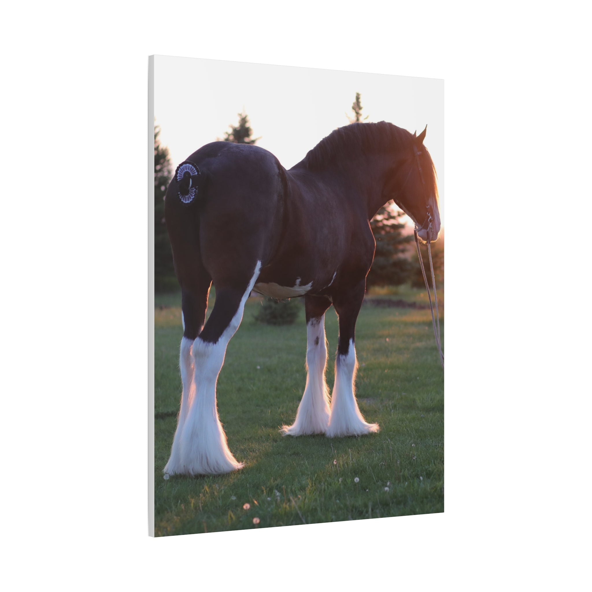 Clydesdale Horse Sunset Matte Canvas Print — Stretched Wall Art ("Print it your way")