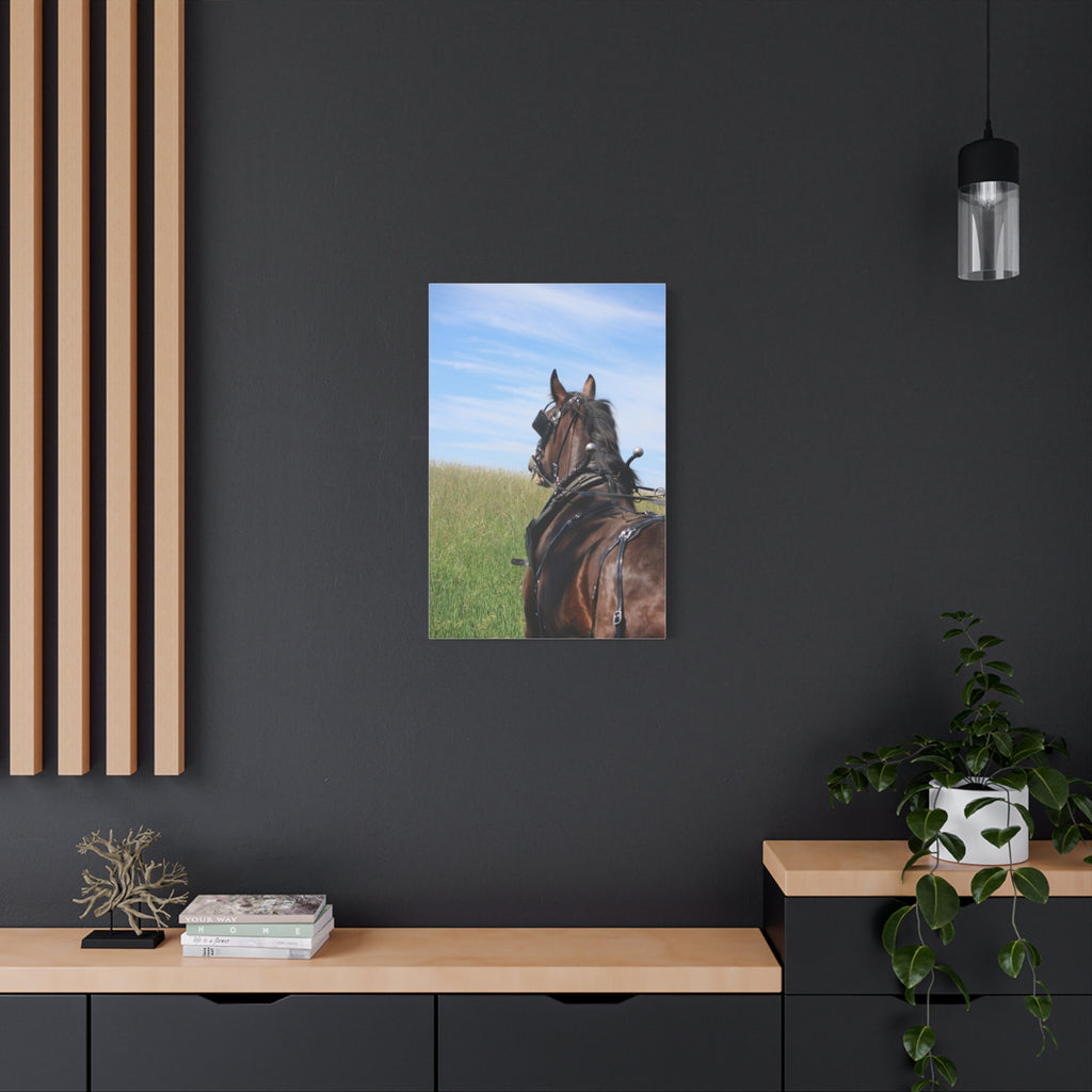 Clydesdale Field Drive- Canvas Print — Rustic Draft Horse Wall Art (Matte Stretched)