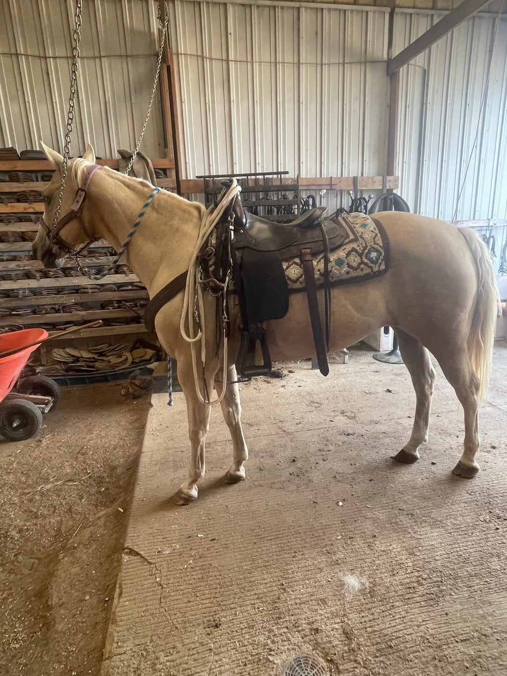 Cali - Grade QH Mare