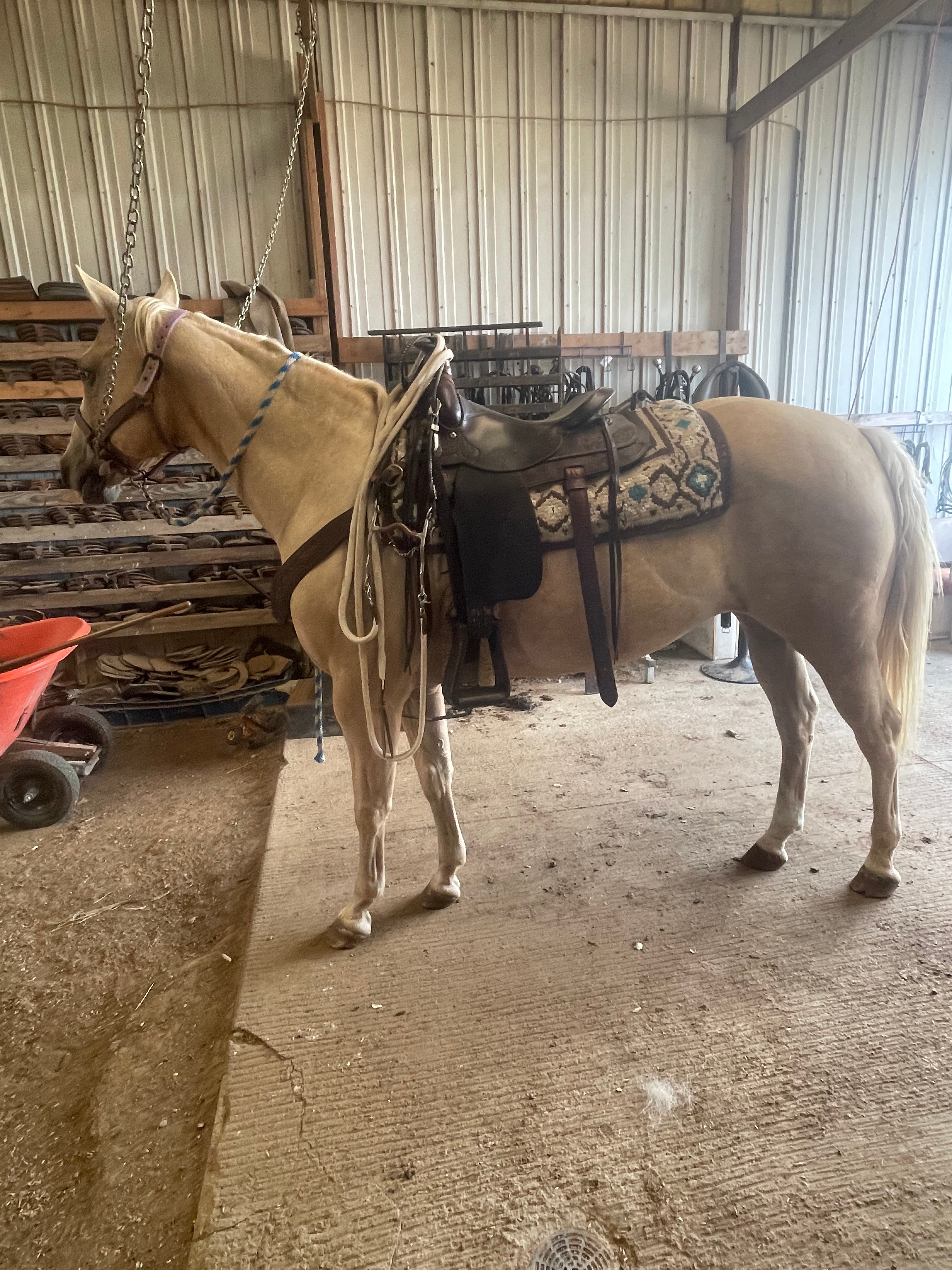 Cali - Grade QH Mare