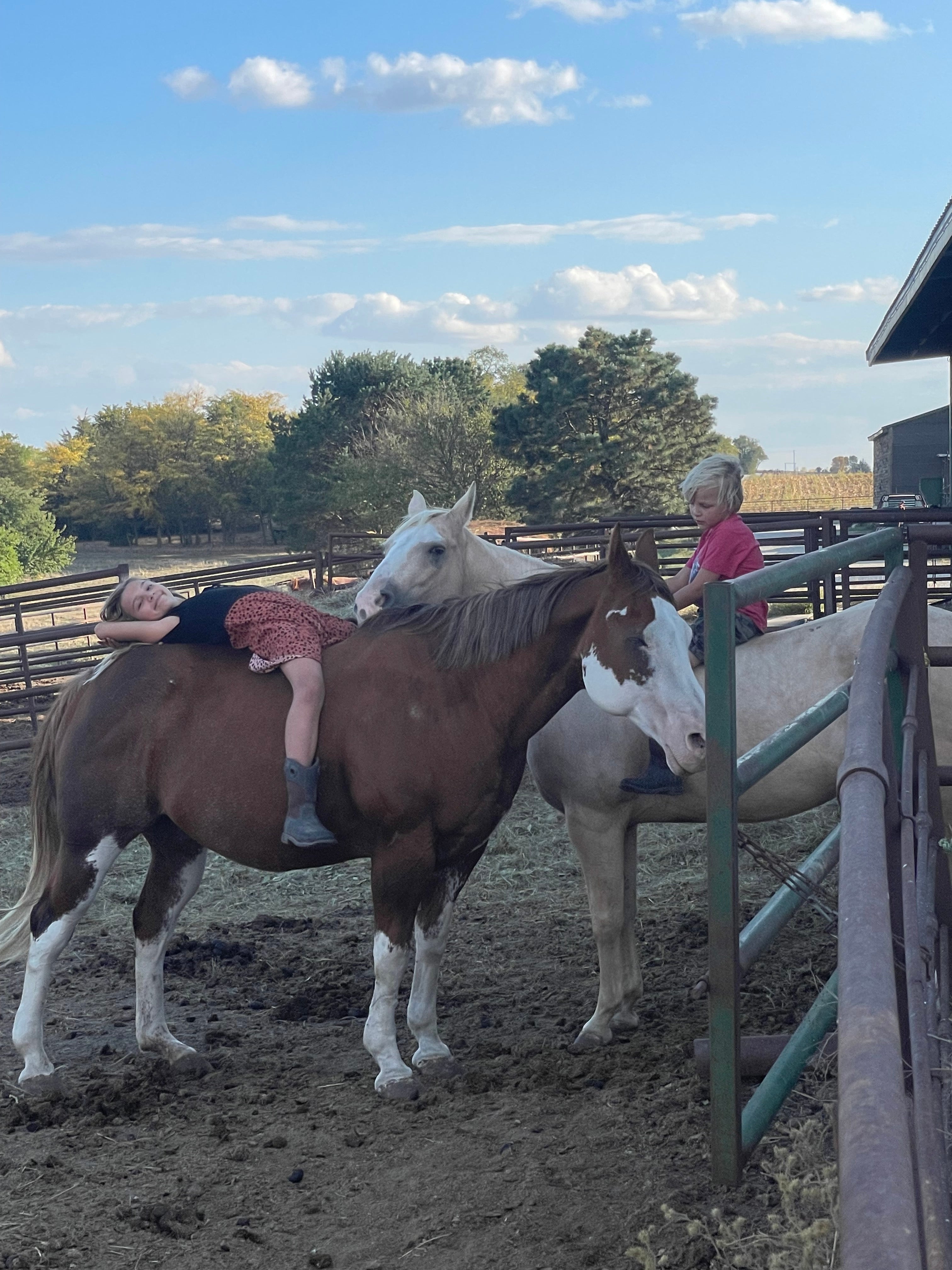 Cali - Grade QH Mare