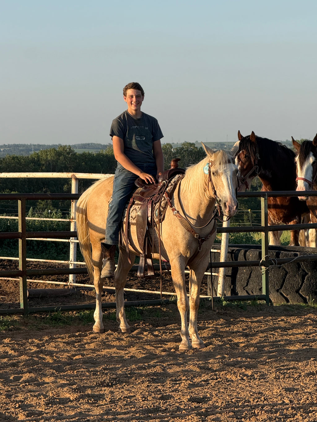 Cali - Grade QH Mare