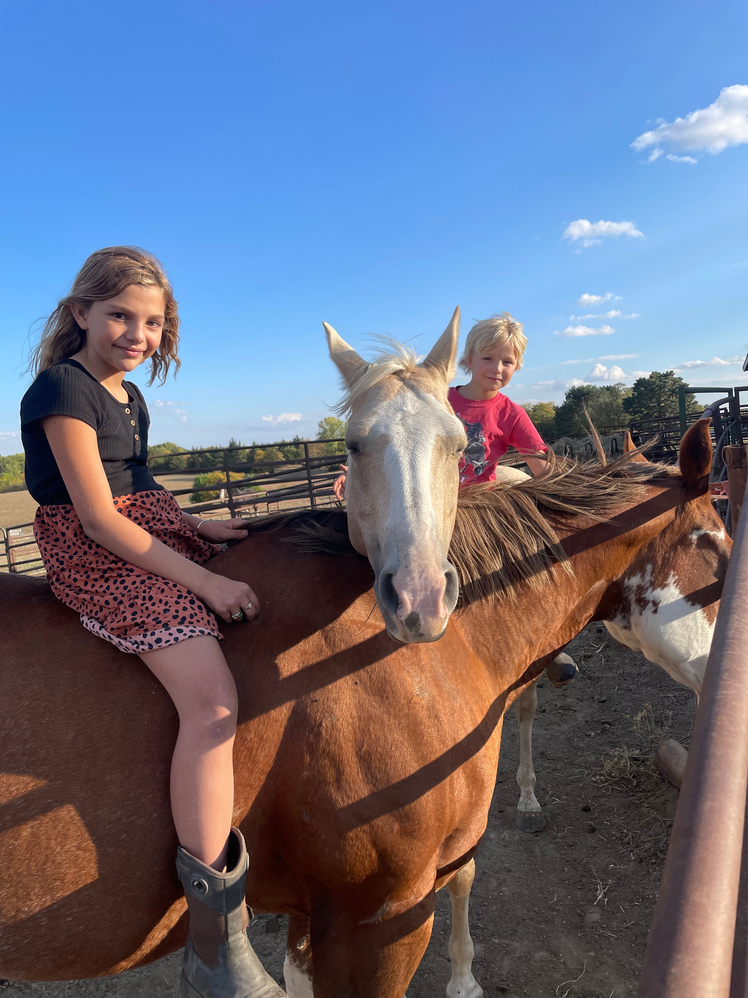 Cali - Grade QH Mare